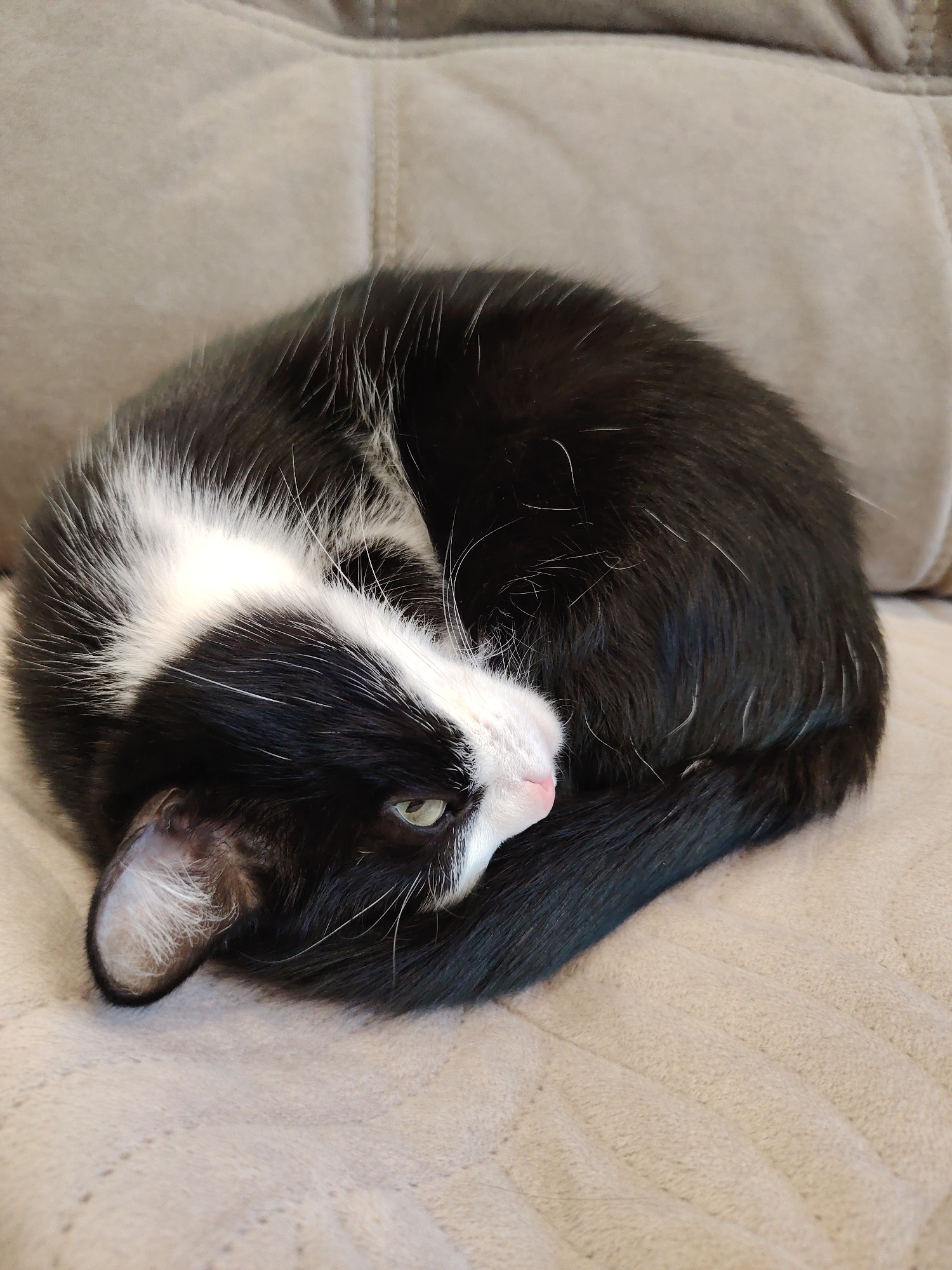 A black and white cat is curled up on a beige couch. The cat's head is visible, with a pink nose and one visible green eye. The tail is wrapped around the body. The couch has a textured fabric. The location is unknown.