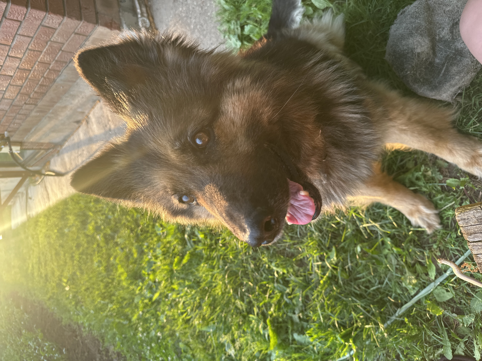 A German Shepherd dog with a tan and black coat sits on a grassy lawn, its mouth open and tongue visible. The dog is facing left, with its head tilted slightly upwards. The sunlight casts a warm glow on the scene, illuminating the dog's fur and the surrounding grass. In the background, a brick building and a wooden fence are visible. A small, weathered log lies in the foreground to the left of the dog. The location appears to be a residential backyard in Chaikovsky, Russia, given the architectural style of the building and the surrounding vegetation.