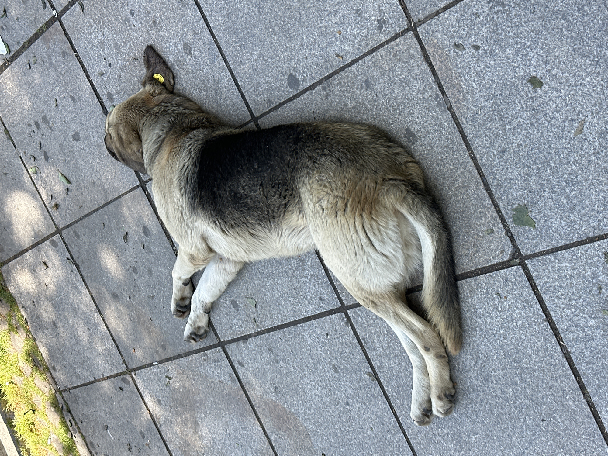 A stray dog lies prone on gray pavement in Tbilisi, Georgia. The dog is medium-sized, with a beige and dark gray coat. It has a yellow tag on its left ear. The pavement is composed of rectangular tiles. Grass is visible along the edge of the pavement. The image is taken from an overhead perspective.