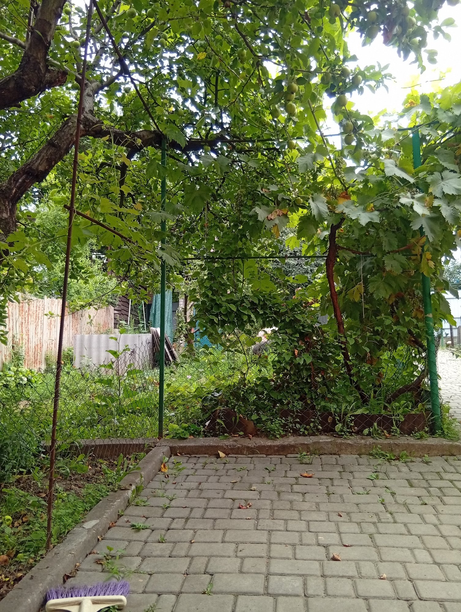 An exterior, ground-level, wide shot captures a backyard area with a paved pathway in the foreground. The pathway is constructed from grey rectangular pavers and has a concrete border. Beyond the pathway, a patch of overgrown green vegetation is visible, with a wire fence running along the edge. In the background, a wooden fence and a corrugated metal fence stand, partially obscured by more dense foliage. Overhead, branches from fruit trees and grapevines are laden with green fruit and leaves, dappled sunlight filtering through. The scene is located in a backyard setting, likely in a residential area.