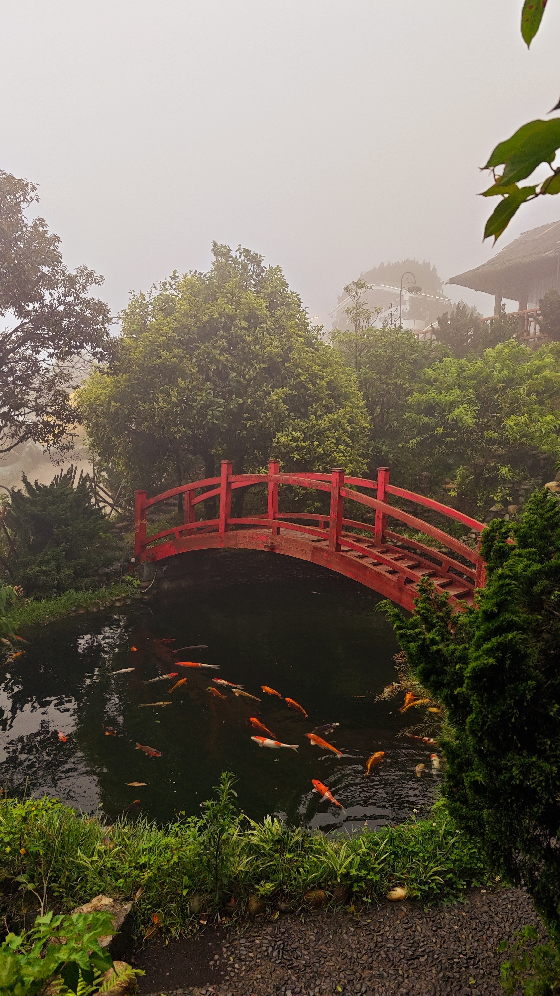A red arched bridge spans a pond filled with koi fish in Binh Lu, Vietnam, shrouded in fog. The pond is surrounded by lush greenery, including trees and bushes. A path made of small pebbles leads to the pond's edge. In the background, partially obscured by the fog, are buildings with traditional Vietnamese architecture.