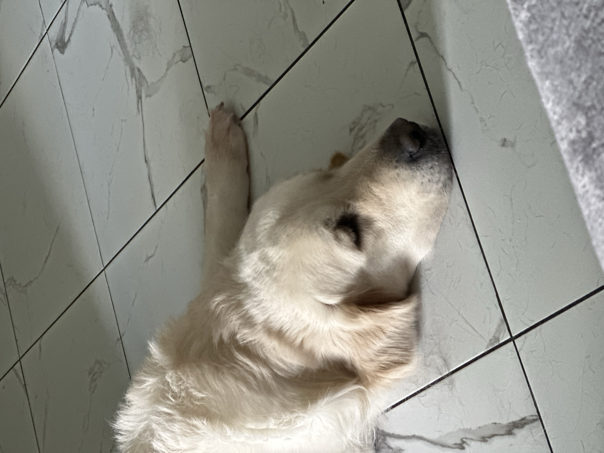 A golden retriever dog is lying on a white tile floor. The dog is light-colored and appears to be resting. The tiles are large and have a gray marble pattern. The dog's head is near the edge of the frame. There is a gray object in the upper right corner, possibly a blanket or rug. There is no indication of Kuda, Russia.