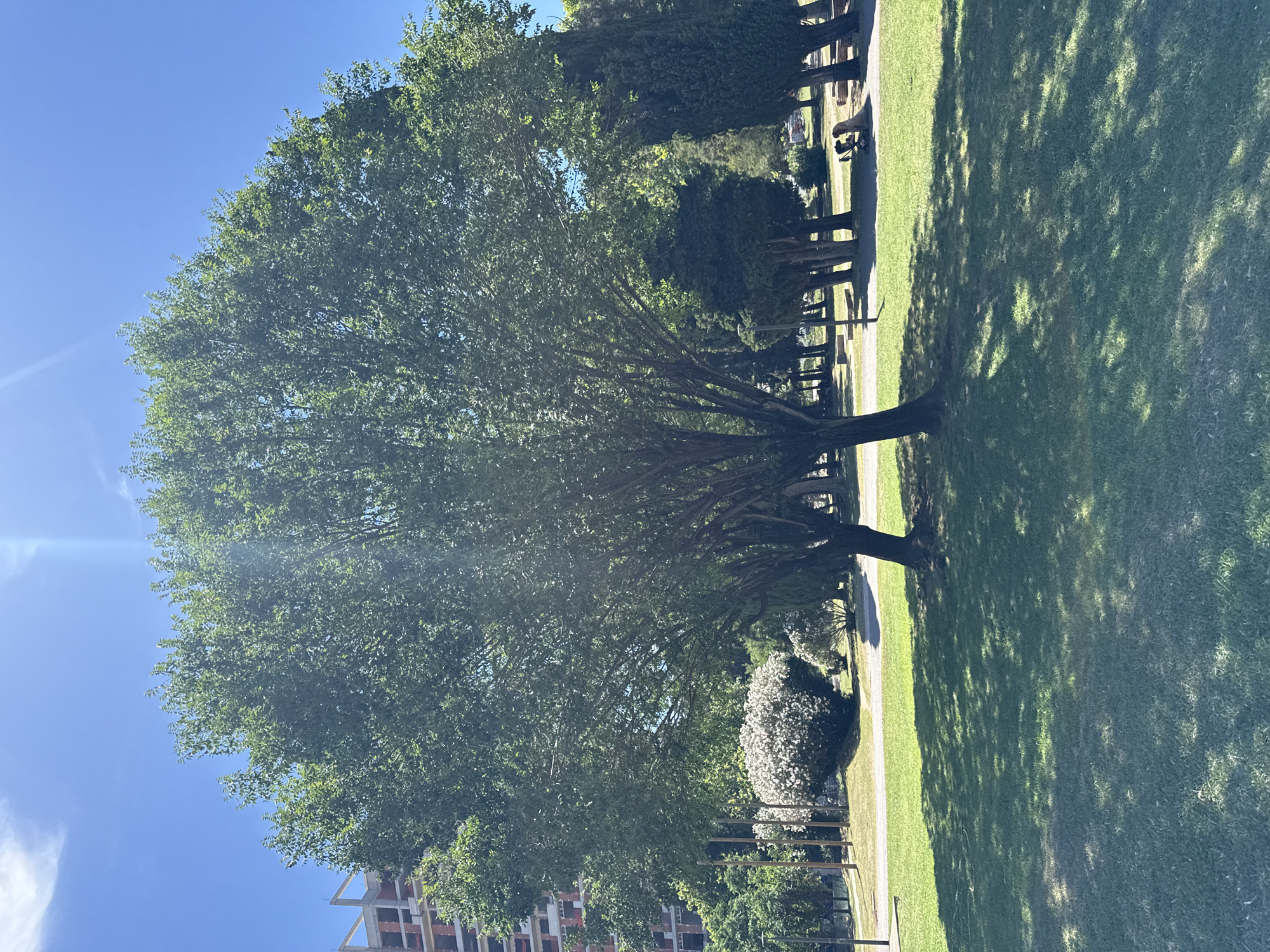 The image shows a park scene in Budva, Montenegro, on a bright, sunny day. A large, leafy tree dominates the foreground, its branches casting dappled shadows on the green grass. In the background, a partially constructed building stands against a clear blue sky with a few wispy clouds. Several other trees, including tall, slender cypresses, are visible behind the main tree, and a path winds through the park. There are a few people sitting on benches in the distance, and a stroller is visible. The overall impression is one of a peaceful, urban green space on a summer day.