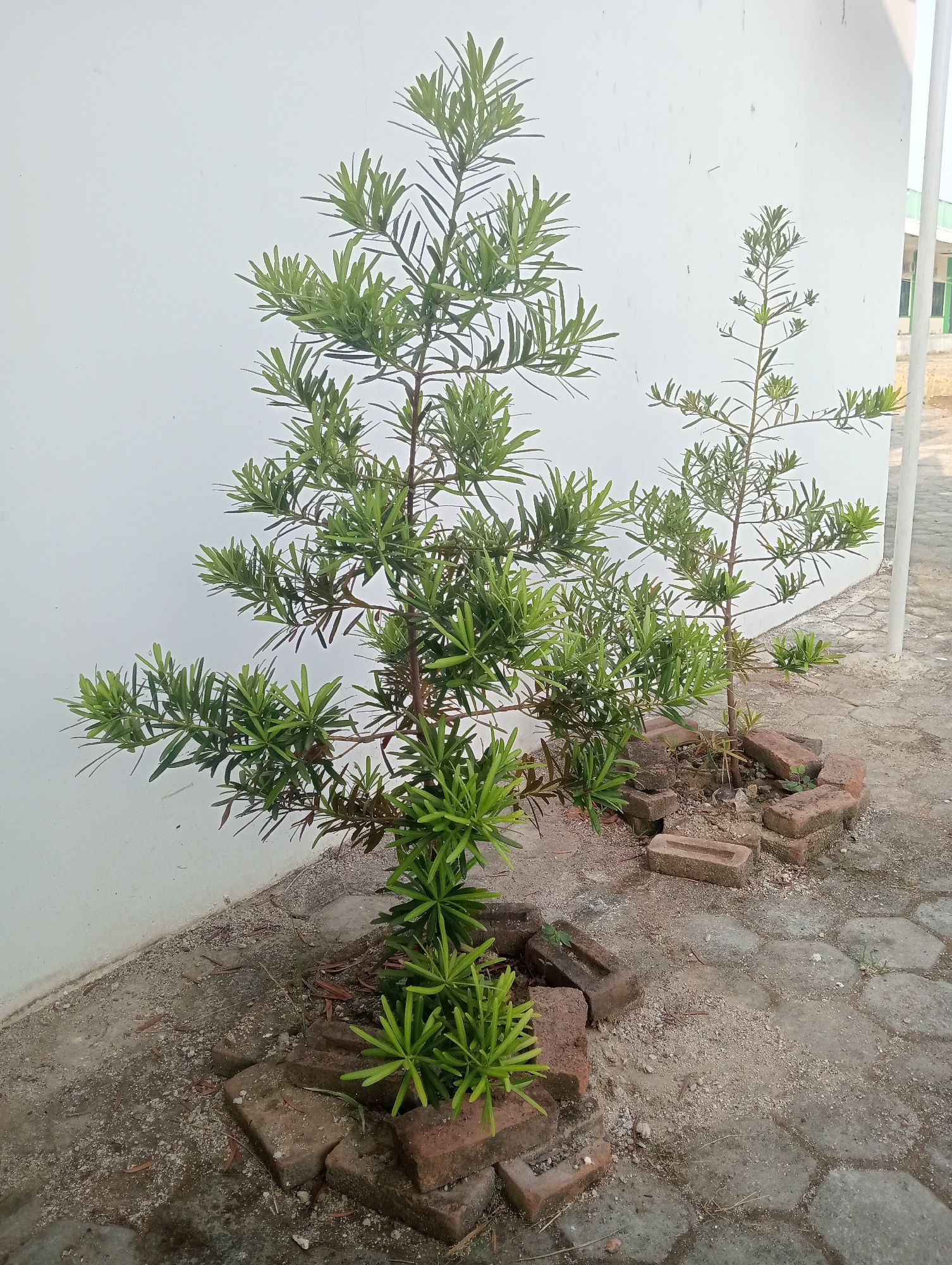 In Sidoharjo, Indonesia, two small coniferous trees are planted against a white wall. The tree in the foreground is fuller and taller, with its branches extending outwards. The second tree, situated behind and to the right of the first, is thinner and less dense. Both trees are surrounded by a makeshift border of red bricks, some of which are broken or chipped, placed directly in the soil at their bases. The ground surrounding the trees is a mixture of dirt, sand, and small stones, with some scattered dry leaves. To the right of the trees, a paved walkway made of hexagonal concrete blocks is visible, and beyond that, a building with a pale green facade and white pillars can be seen. The lighting suggests it is daytime, with soft shadows cast by the trees and the wall.