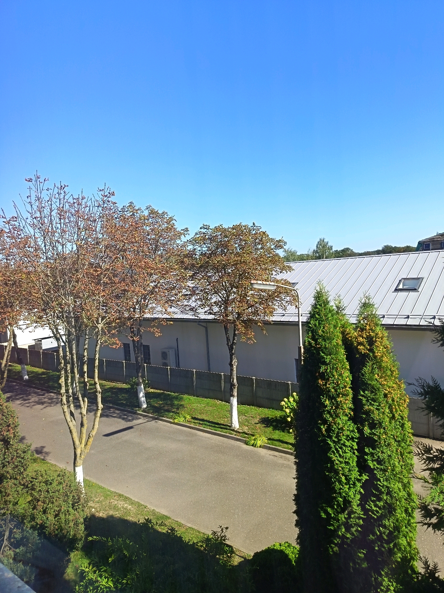 This image depicts an outdoor scene on a sunny day in Niasvizh, Belarus. The foreground features a paved road running diagonally across the frame, bordered by green grass and various trees. In the mid-ground, a long, light-colored building with a silver, sloped metal roof dominates the scene. The building has a light gray concrete fence in front of it, and an outdoor air conditioning unit is visible on the building's facade. Several trees with bare branches and some with sparse foliage are planted in front of the building, some with white-painted bases. Two tall, dark green coniferous trees stand prominently on the right side of the frame, in front of the building. The sky is a clear, vibrant blue. The overall impression is of a clean, well-maintained urban or suburban environment.