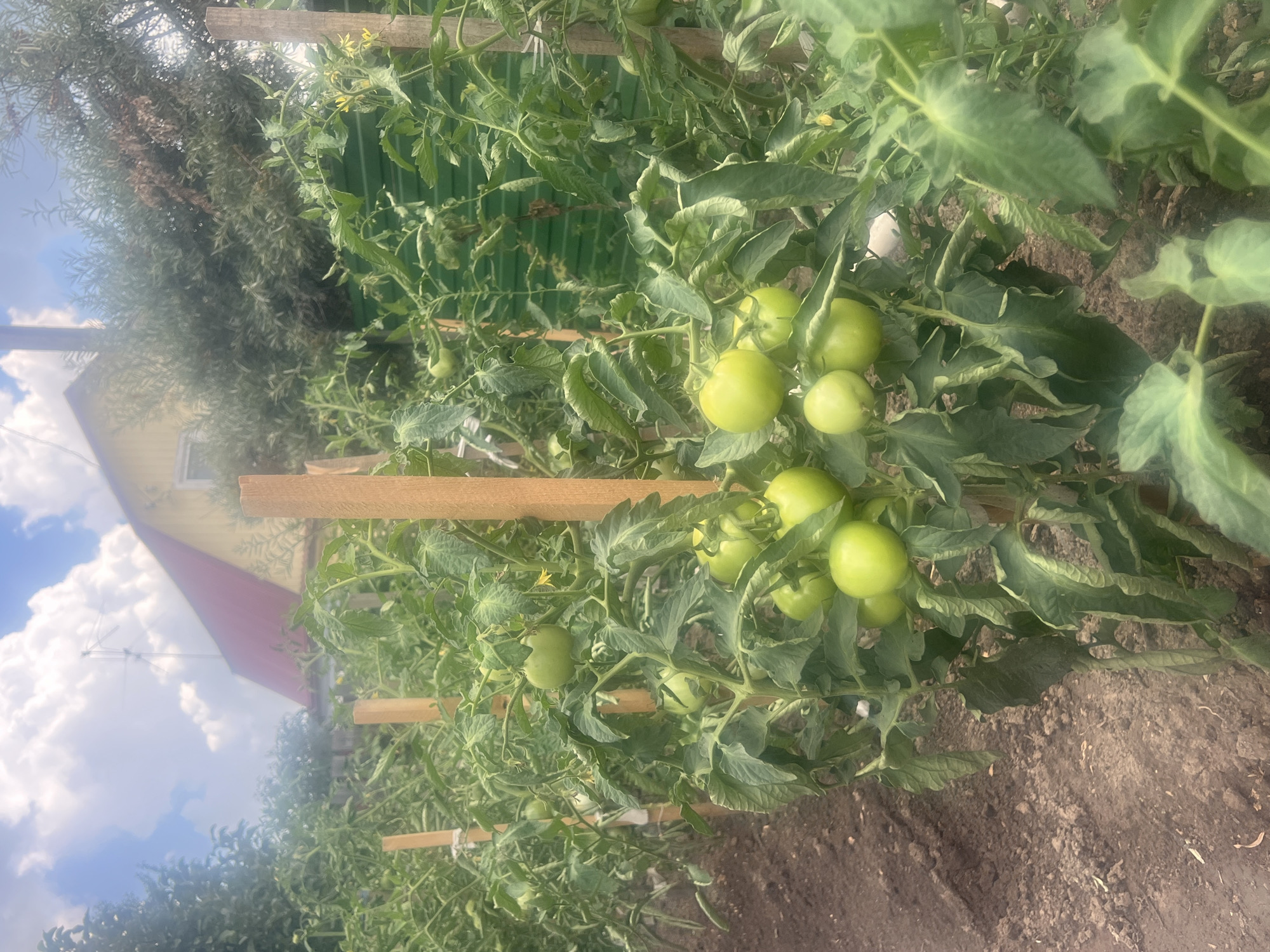 The image depicts a tomato garden in Mochishche, Russia, with a yellow house and red roof in the background. The garden features rows of tomato plants, supported by wooden stakes. The plants are laden with green tomatoes and yellow flowers. A green corrugated metal fence runs along the back of the garden. The ground is covered with dark soil. The sky is partly cloudy.