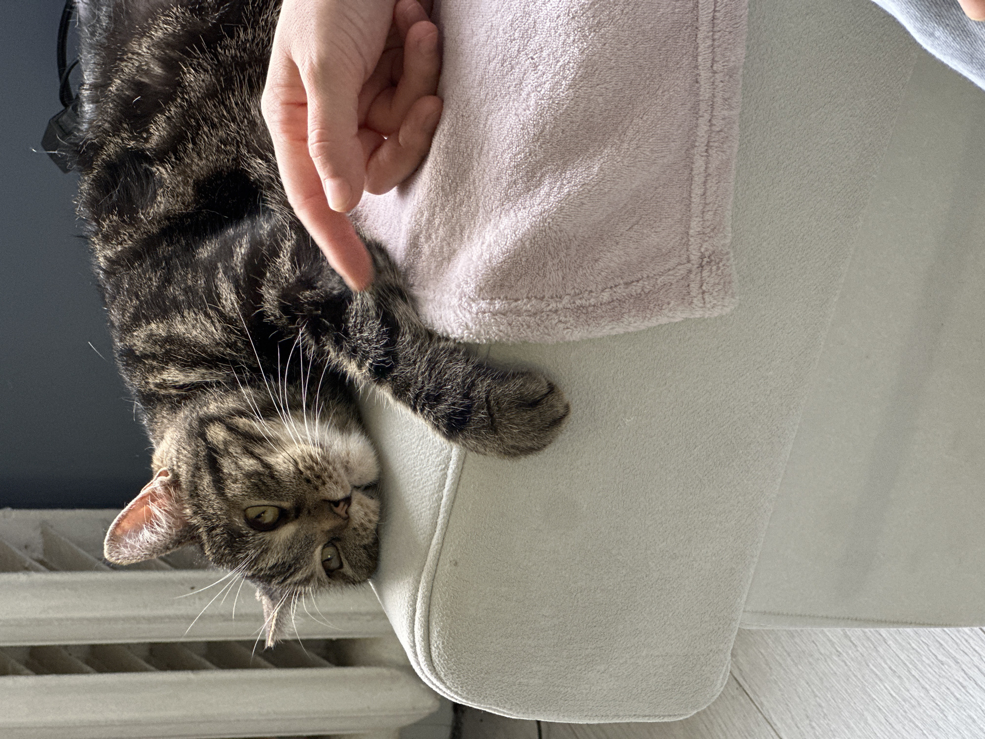 A tabby cat is hanging upside down with its head near a white radiator. A human hand is reaching towards the cat's paw, which is resting on the edge of a white chair. A pink blanket is draped over the chair. The scene appears to be indoors, against a grey wall, and the floor is a light wood color.