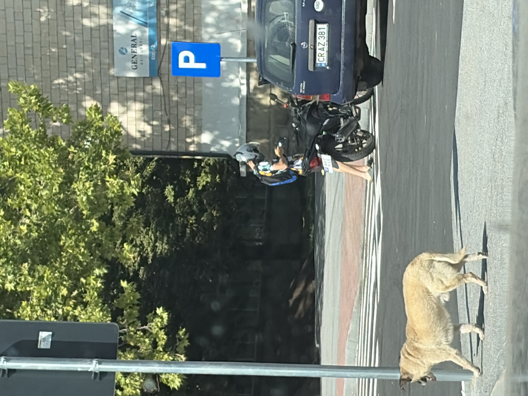 A tan-colored dog is walking on a sidewalk next to a crosswalk in the city of Criuleni, Moldova. The dog is facing left and its mouth is open. Behind the dog, a person wearing a helmet and a colorful shirt is standing next to a motorcycle. The person is looking at a phone. To the right of the motorcycle, a dark blue car is parked. The car's license plate reads "CR AZ 381". A blue parking sign with a white "P" is visible in the background. A brick building is behind the parking sign. Trees with green leaves are also visible.