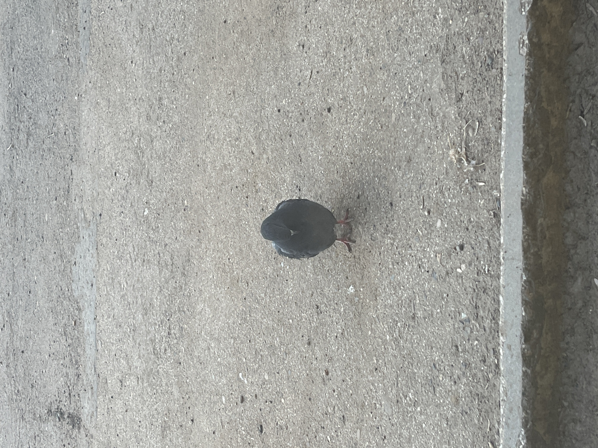 A pigeon stands on a grey, asphalt surface in Chaikovsky, Russia. The pigeon is facing forward, with its head slightly lowered. The asphalt is speckled with small stones and debris. A concrete curb is visible in the foreground, along the bottom edge of the image. The scene appears to be an outdoor urban environment.