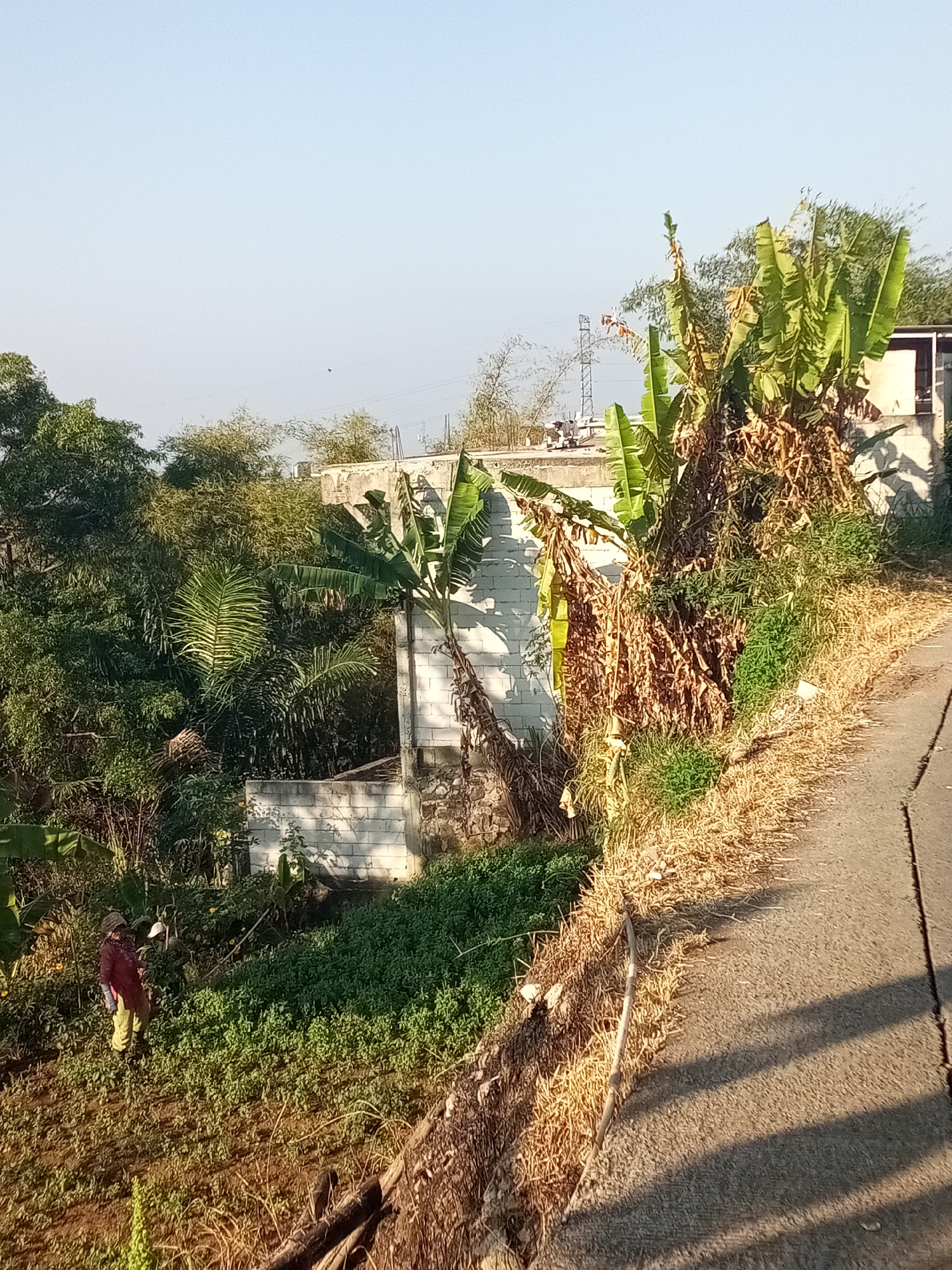 In the city of Cihanjuang, Indonesia, an outdoor scene is depicted with a focus on a rural or semi-rural environment. A person, likely a farmer given the context, is seen standing in a cultivated field. They are wearing a dark top and light-colored pants, and appear to be tending to the crops. The field is characterized by low-lying green vegetation.
Behind the field, a partially constructed or dilapidated white brick wall is visible, suggesting ongoing construction or an older structure. Lush green trees and foliage surround the area, with banana trees being prominent, some showing dry, brown leaves indicating seasonal change or natural decay.
To the right of the scene, a paved road runs diagonally, bordered by dry, yellow grass and straw. The road surface is grey and shows a distinct crack or seam running down its center. Long, dark shadows are cast across the road, indicating the sun is at a low angle, likely morning or late afternoon. In the background, a distant electrical tower is visible against a clear blue sky. The overall impression is one of a serene, agricultural landscape under a bright sky.