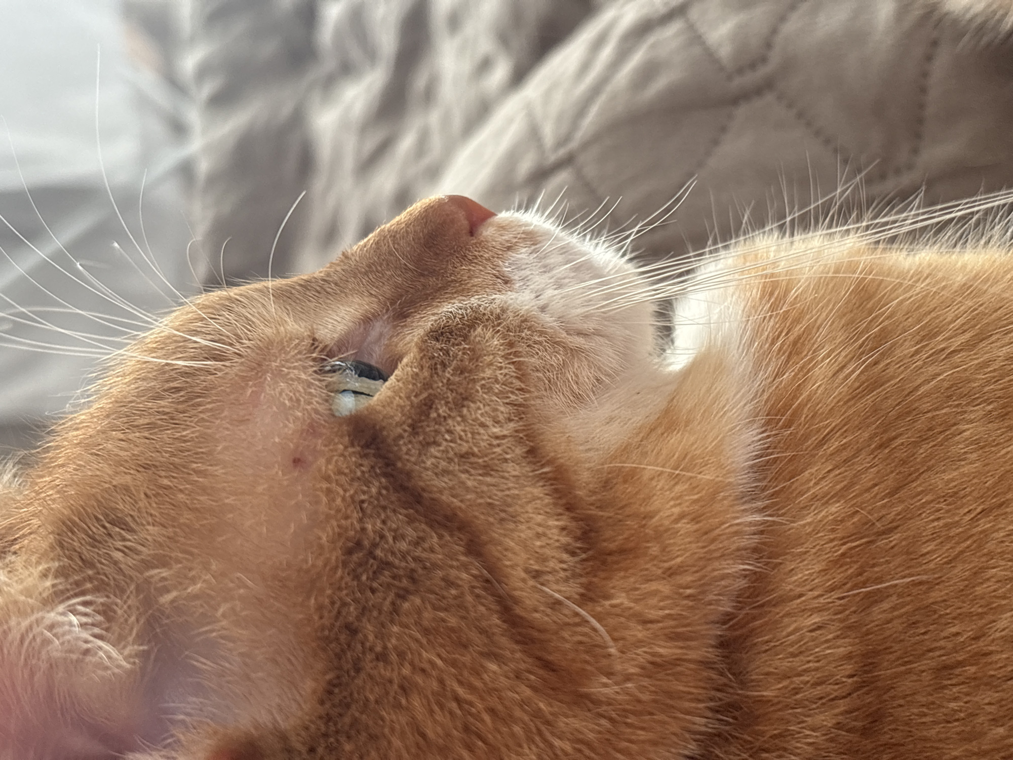 The image shows a close-up of an orange tabby cat lying on a soft, gray surface, possibly a blanket or bed. The cat is positioned on its side, with its head turned towards the camera. Its eye is partially closed, and its whiskers are prominent. The fur appears to be short and dense. The background is blurred and out of focus. There is no indication of this photo taking place in Bar, Montenegro.