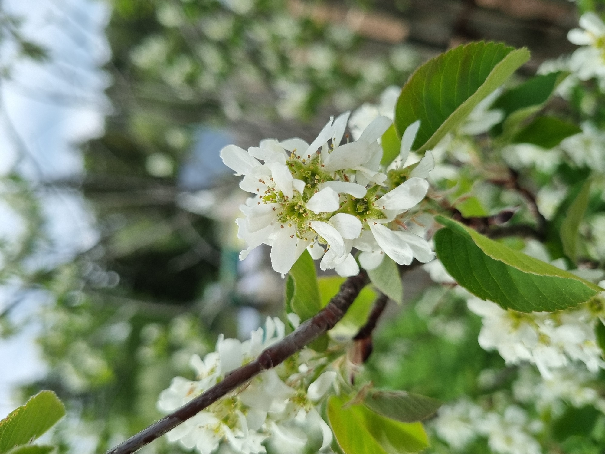 The image depicts a branch of a flowering tree, potentially in the city of Chaikovsky, Russia, although this cannot be confirmed solely from the image. The branch is adorned with clusters of small, white flowers. The flowers have visible green centers and slender petals. Several green leaves are interspersed among the blossoms. The background is blurred, showing indistinct green foliage and glimpses of the sky. A brown branch is also in the frame. The overall impression is a close-up view of a flowering tree branch on a slightly overcast day.