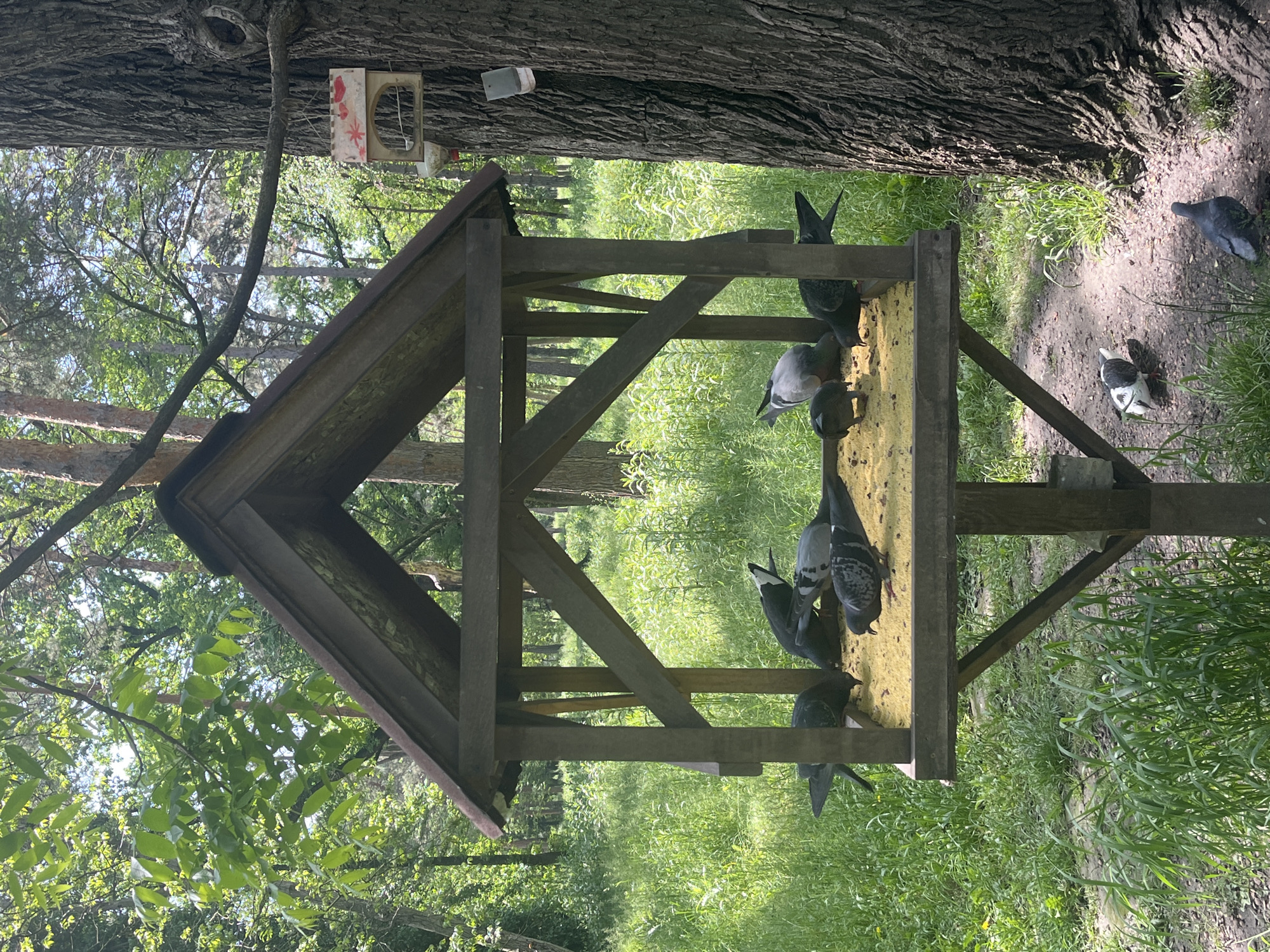 The image depicts a bird feeder with a wooden structure in a park-like setting. Several pigeons are present, some feeding on the yellow substance inside the feeder. There are green trees and vegetation in the background, which suggest a natural environment. In the top left corner, a tree trunk can be seen, supporting a birdhouse.
I cannot determine the location is in the city of Krasnodar, Russia, as there are no landmarks or other identifying features in the picture that would allow me to infer such.