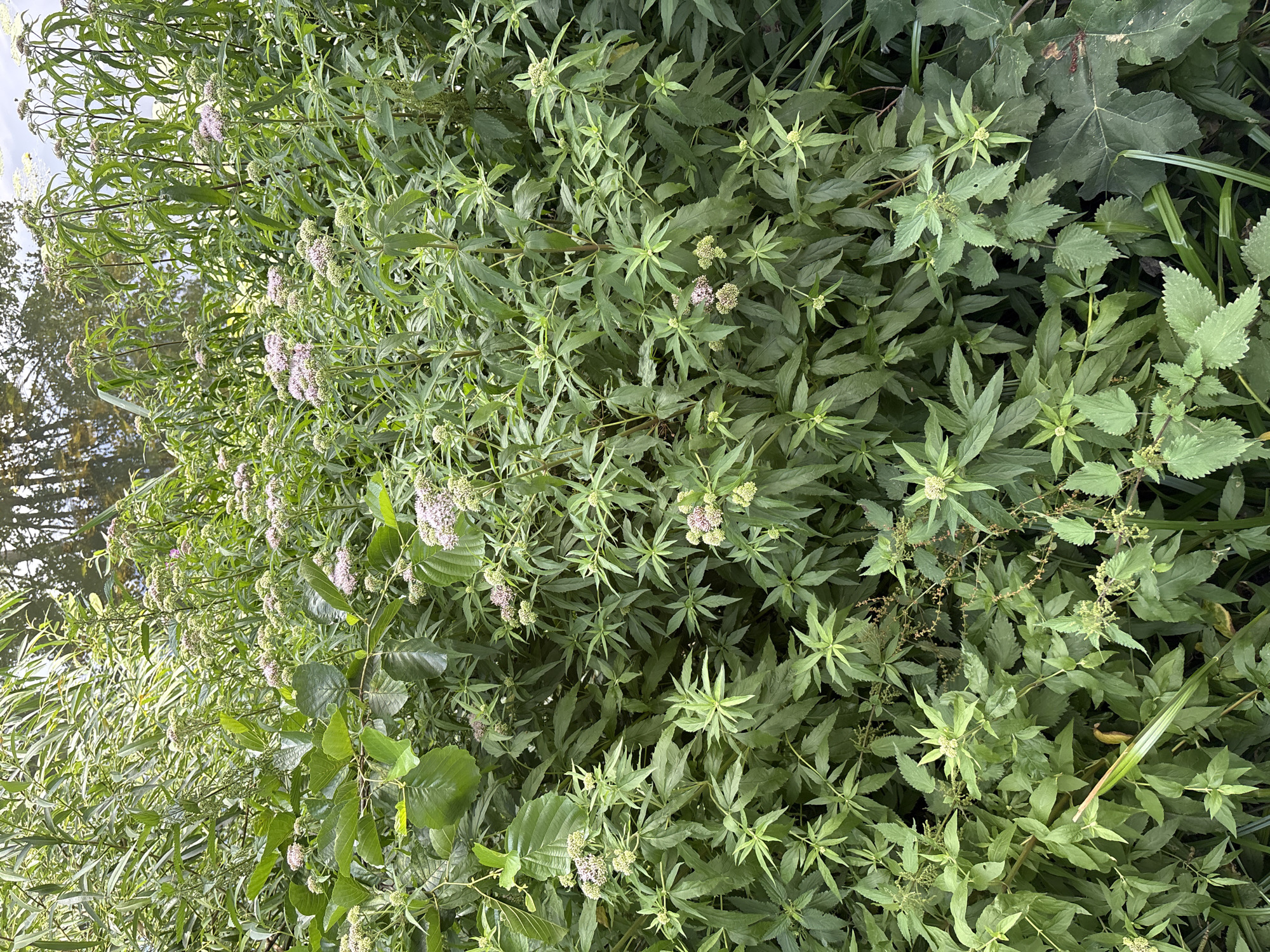 The image depicts a dense overgrowth of green foliage and some plants with small clusters of pale pink flowers. The vegetation is lush and appears to be growing in a wild or uncultivated area. The scene is dominated by varying shades of green leaves, some broad and some narrow and pointed. In the upper portion of the image, a body of water can be seen, reflecting the trees and sky. Lily pads are floating on the surface of the water. The overall impression is of a natural environment, possibly a waterside or swampy area.