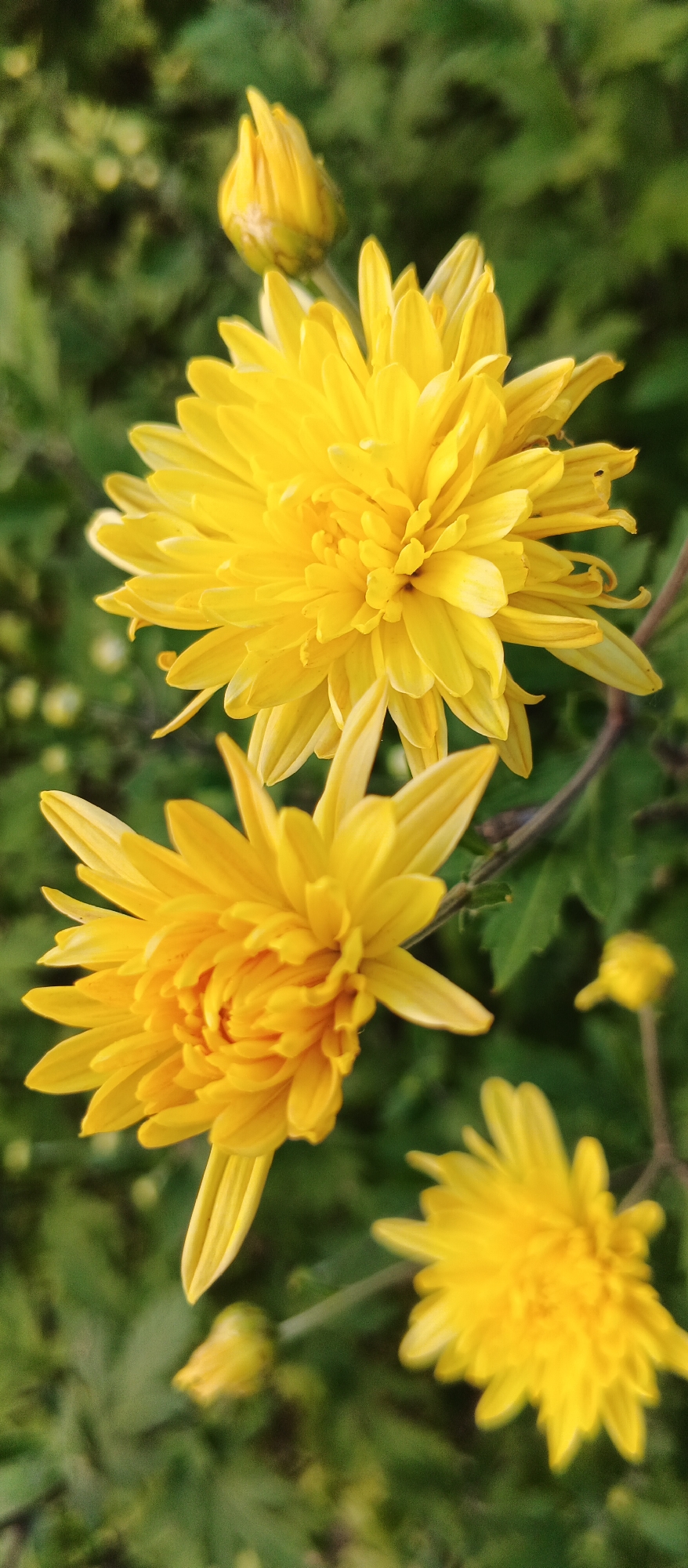 In the city of Smila, Ukraine, a close-up photograph captures a cluster of bright yellow chrysanthemums in bloom against a blurred green background of foliage. The main subjects are two fully opened chrysanthemums, positioned in the foreground and mid-ground, with their intricate petals radiating outwards. Above them, a single chrysanthemum bud, tightly closed, hints at future blooms. To the lower right, another partially opened chrysanthemum is visible, adding depth to the composition. The flowers appear healthy, with vibrant yellow petals. The soft focus of the background suggests a natural outdoor setting, likely a garden or park, where these flowers are cultivated.