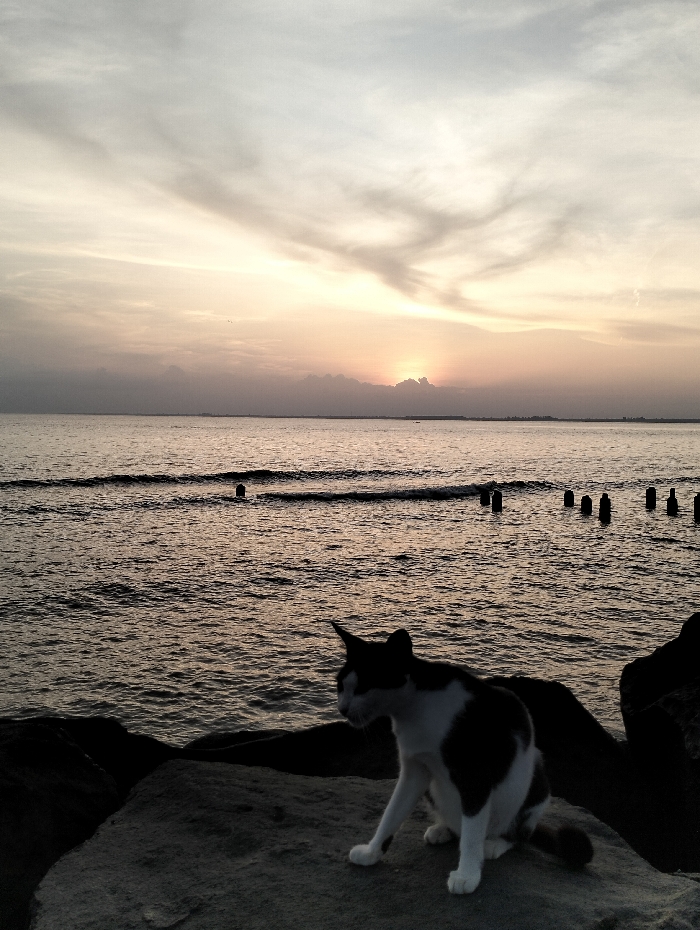 A monochrome cat sits on a gray rock near a body of water, its gaze directed leftward. The water stretches to the horizon under a light-filled sky. Wooden posts punctuate the water's surface. The sky reflects shades of orange and gray, potentially indicating sunrise or sunset. The overall atmosphere is tranquil and serene.