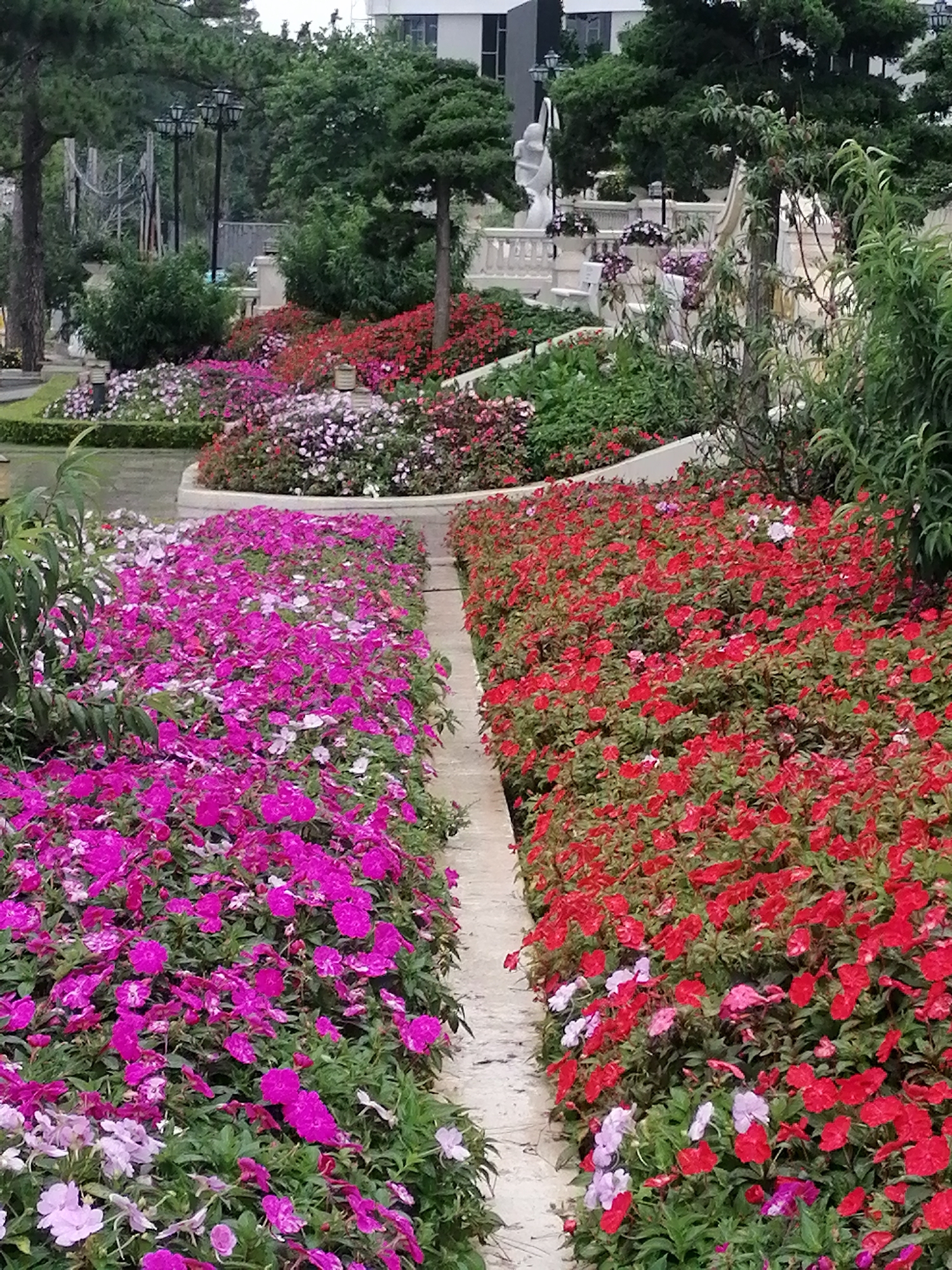 The image shows a park-like garden area with a central pathway lined with vibrant flowers. On the left side of the pathway, there is a dense bed of bright pink and purple flowers, interspersed with some white blooms. On the right side of the pathway, there is an equally dense bed of bright red flowers, with a few scattered pink and white flowers. The pathway itself is made of light-colored concrete or stone. In the background, there are lush green trees, some landscaping, and in the upper right corner, a portion of a modern building can be seen. In the upper left of the image, there are street lamps and more trees. This garden appears to be part of a well-maintained public space, likely in a city like Da Lat, Vietnam, known for its beautiful floral displays and parks. There are no people visible in the image.