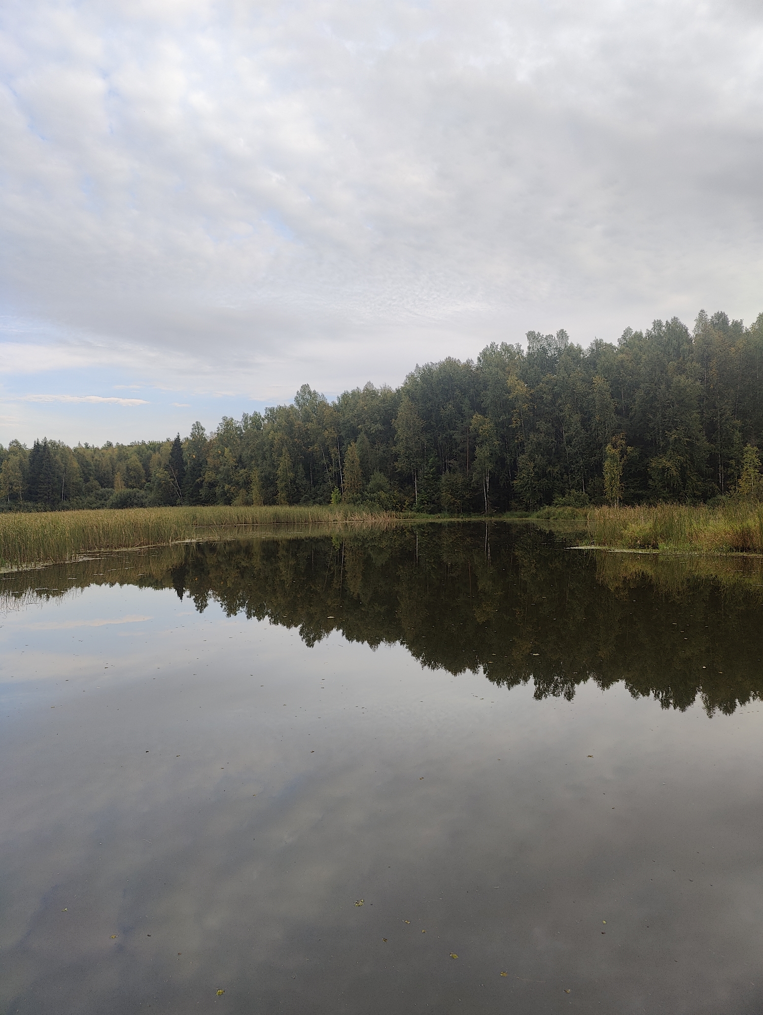 The image depicts a calm lake with a reflection of a dense forest and a cloudy sky. The foreground is dominated by the dark water surface, which mirrors the trees and clouds above. The middle ground features a band of tall, dry reeds and grasses growing along the shoreline. Behind the reeds, a thick line of various deciduous and coniferous trees forms a natural barrier, their foliage a mix of green and autumnal hues. The sky is overcast with a textured pattern of white and gray clouds, with hints of blue peeking through in the upper left quadrant. The scene appears to be a natural landscape, likely a lake or pond located in a forested area. Given the prompt, this scene could be located near the Kama River in Chaikovsky, Russia, an area known for its natural beauty and extensive woodlands. There are no people or visible structures in the image, focusing solely on the serene natural environment.
