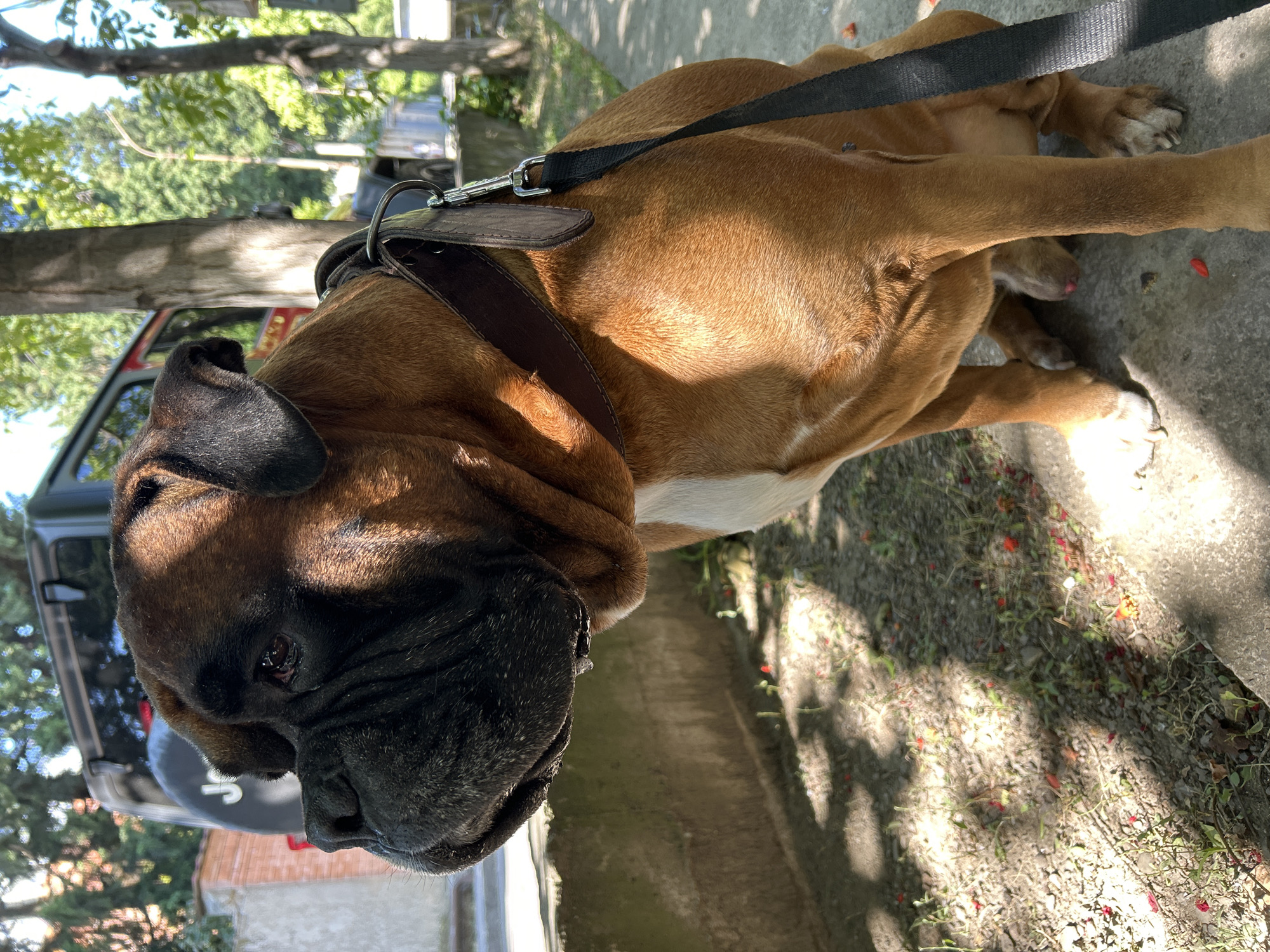 A brown and white boxer dog is sitting on a concrete sidewalk outdoors. The dog is wearing a dark brown leather collar with a metal ring and a black leash attached to it. The dog's head is turned to the left, and its mouth is slightly open, with a drip of saliva visible. The background shows trees, a building, and a dark-colored SUV. The ground is covered with dirt, small stones, and some red flower petals. Sunlight casts dappled shadows on the ground. The image appears to be taken at eye level with the dog.