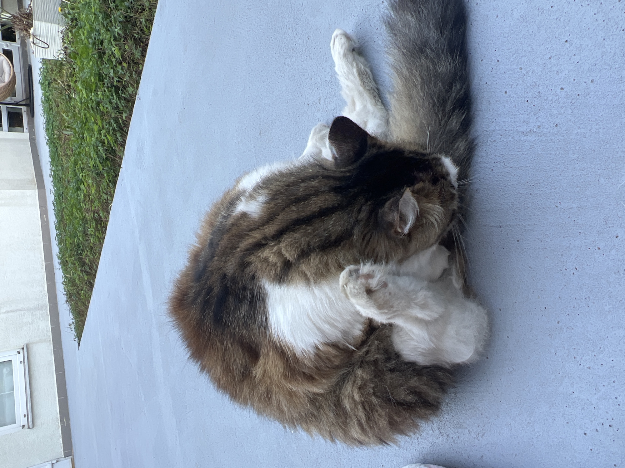 A fluffy, long-haired cat with brown, white, and black tabby markings is grooming itself on a light blue paved outdoor surface. The cat is curled up, with its hind legs raised and its face buried in its paws as it licks them. Its tail is long and bushy, with similar brown and black markings. In the background, a strip of green vegetation runs along the edge of the paved area, and beyond that, a white building with a window is visible. The overall setting appears to be a residential or urban outdoor space. There are no people or other animals visible in the image.
