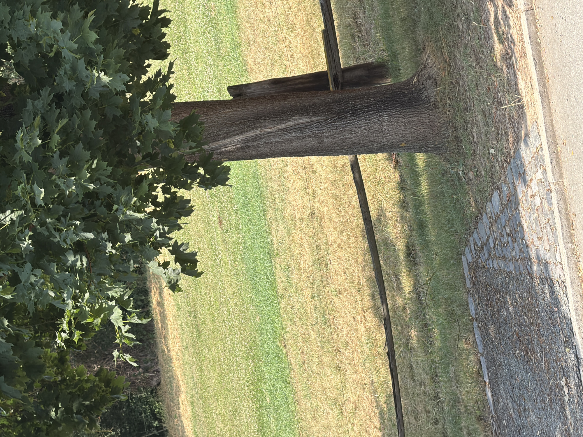 A low-angle, vertical shot features the trunk of a mature deciduous tree in the foreground, its rough bark textured with vertical grooves and striations. The tree's leafy canopy, dense with dark green, lobed leaves, casts dappled shadows onto the surrounding ground. Behind the tree, a gently sloping lawn exhibits a gradient of colors, transitioning from vibrant green at the top to a more muted, sun-baked yellow-brown lower down, suggesting a natural mowing pattern or varying irrigation. A rustic wooden fence, composed of rough-hewn posts and rails, runs horizontally across the midground, bisecting the lawn. In the lower left corner, a pathway made of grey cobblestones meets a concrete curb, with loose gravel and dry leaves scattered on its surface. Sunlight illuminates the scene, creating distinct shadows and highlighting the varied textures of the environment. The location is identified as Unknown, Unknown.