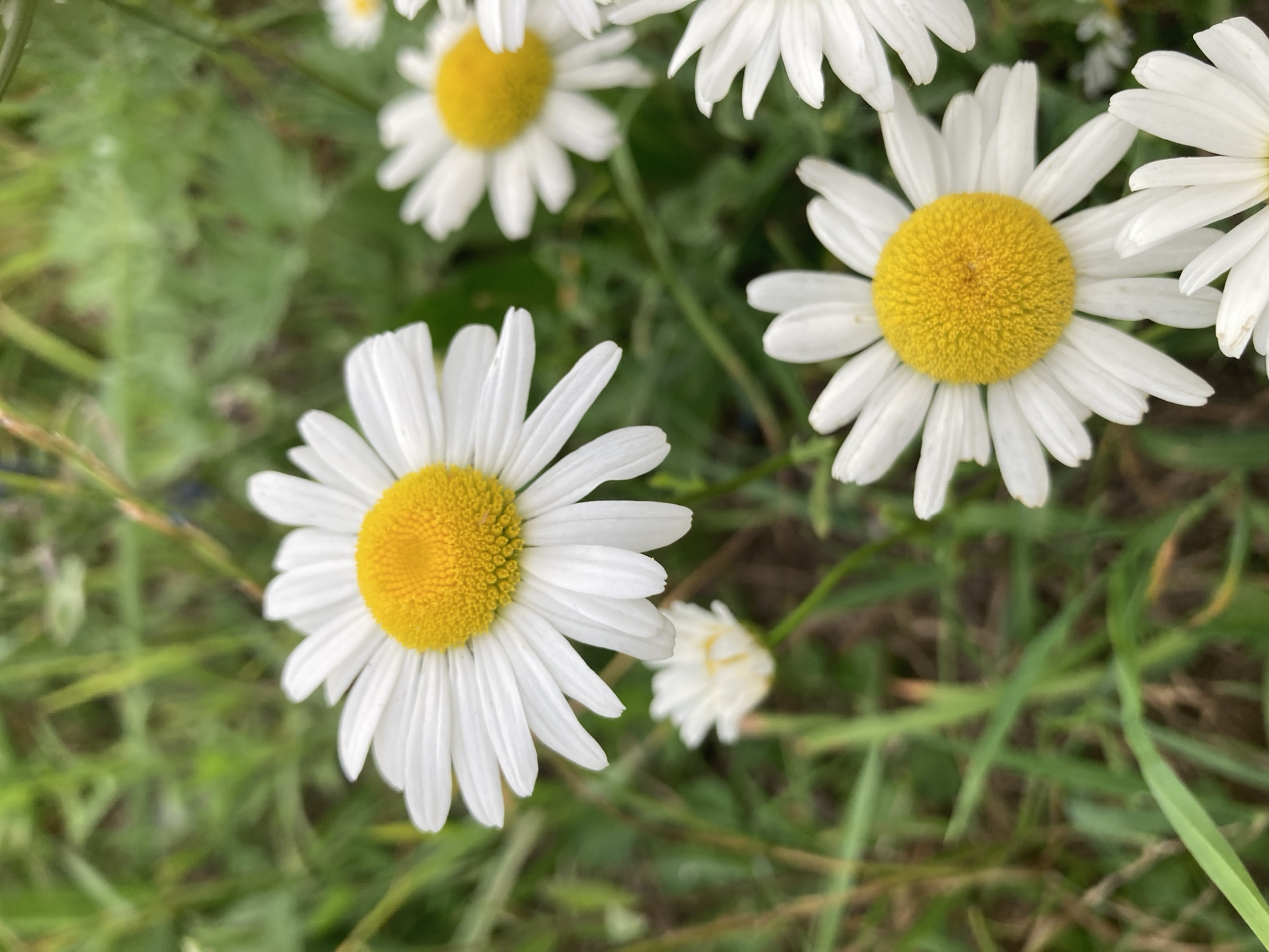 This is a close-up, vertical, medium shot of several daisies in a grassy field. The daisies have white petals and bright yellow centers. The foreground features a large daisy on the left, with its petals fanned out. To its right and slightly further back are two more daisies, one with a clear yellow center and the other more blurred. In the lower right corner, a portion of another daisy is visible. In the background, the grass is a blur of green. There are no people or animals in the image. The scene appears to be in a natural outdoor environment, possibly a park or meadow. The location within Chaikovsky, Russia, is not identifiable from the image itself.