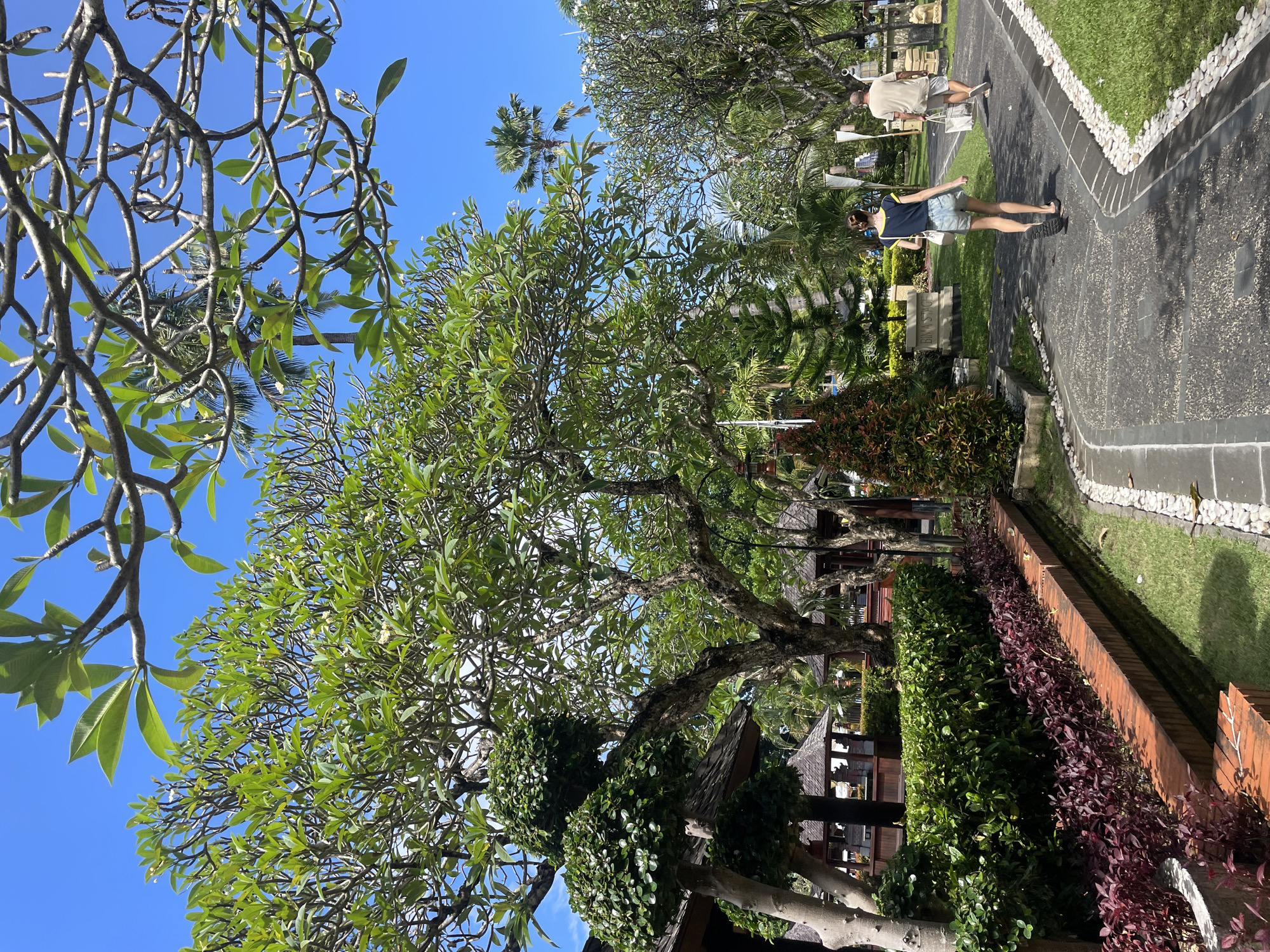 The image depicts an outdoor scene in Denpasar, Indonesia, with a lush garden setting. In the foreground, a large tree with green leaves dominates the view, its branches reaching towards a clear blue sky. Other trees and plants, including frangipani and a palm, add to the tropical ambience. A red brick and wood fence separates the garden area from a paved walkway. Two people are walking along the walkway in the background. The path is bordered by grass and white rocks. Several small pavilions or huts are visible among the foliage.
