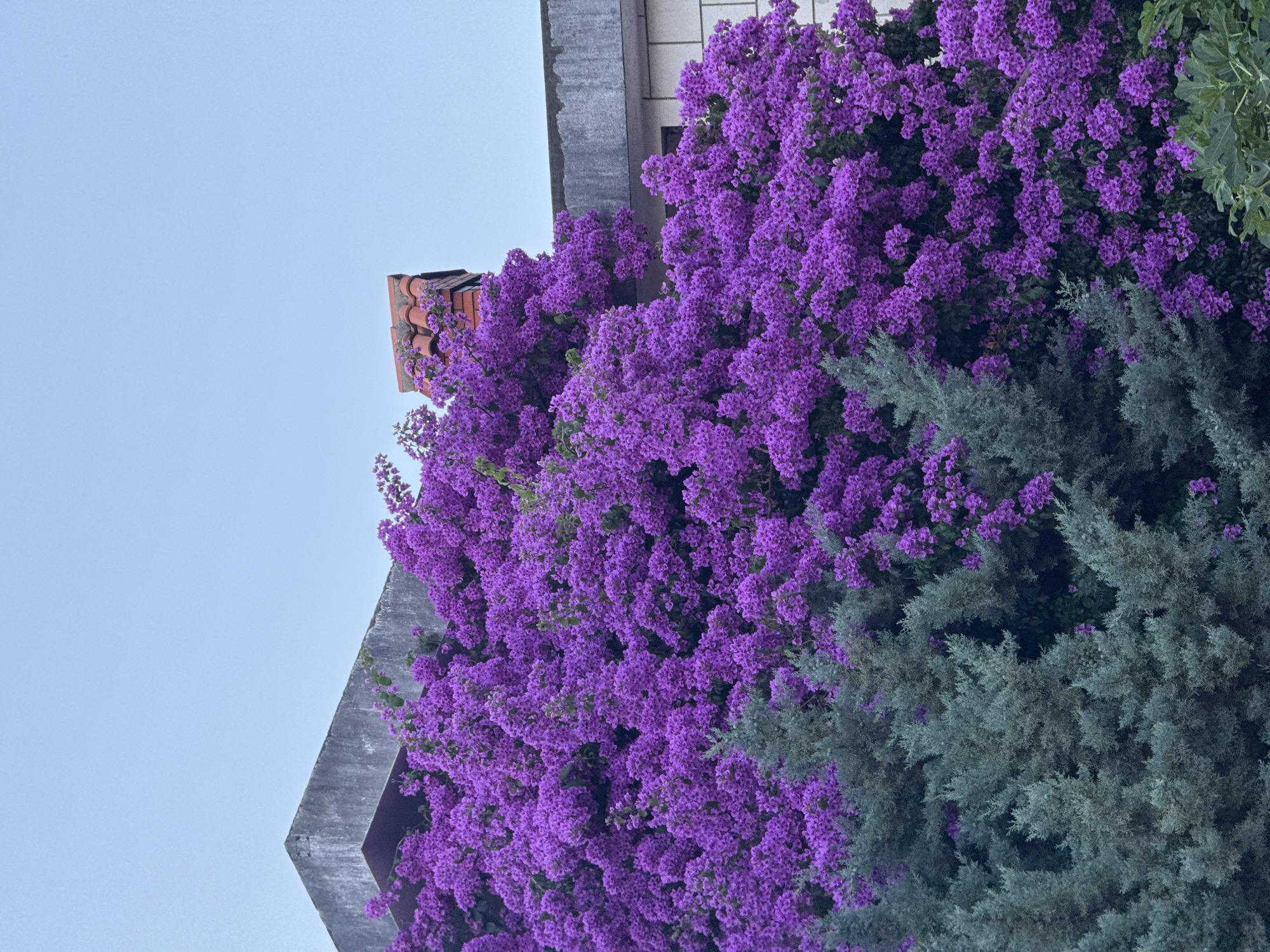 In Budva, Montenegro, a building's rooftop is adorned with vibrant purple bougainvillea, creating a striking contrast against the pale sky. A portion of a red-tiled chimney peeks out from the dense floral growth. Below the bougainvillea, a cluster of muted green cypress trees forms a lush canopy, hinting at a natural setting within the urban landscape. The scene captures a moment of natural beauty intertwining with man-made structures in the coastal city.