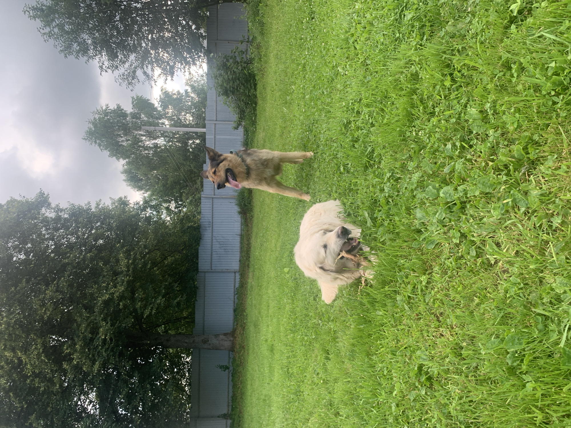 Two dogs are in a grassy backyard. The dog in the foreground is a large, light-colored dog lying down and chewing on a stick. The dog in the background is a medium-sized, brown and black dog standing with its tongue out. Behind the dogs is a grey metal fence and trees. The sky is overcast. The image appears to have been taken in Zasechnyi, Russia.