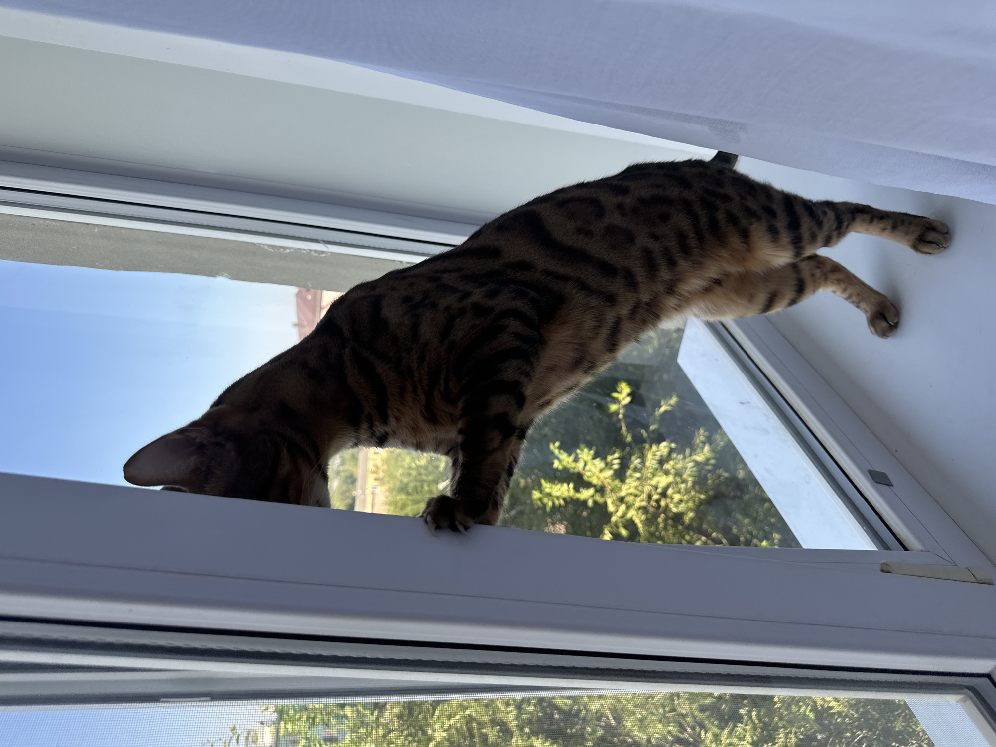 A Bengal cat with brown and black spotted fur stands on a white windowsill, looking out an open window. The cat is facing to the left, with its head and upper body obscured by the white window frame. Its paws are visible, with one paw extended and claws extended, gripping the edge of the window frame. Green trees and a blue sky are visible through the window. A white curtain hangs to the right of the cat. The scene appears to be indoors, likely in a residential setting, in the city of Energetik, Russia.