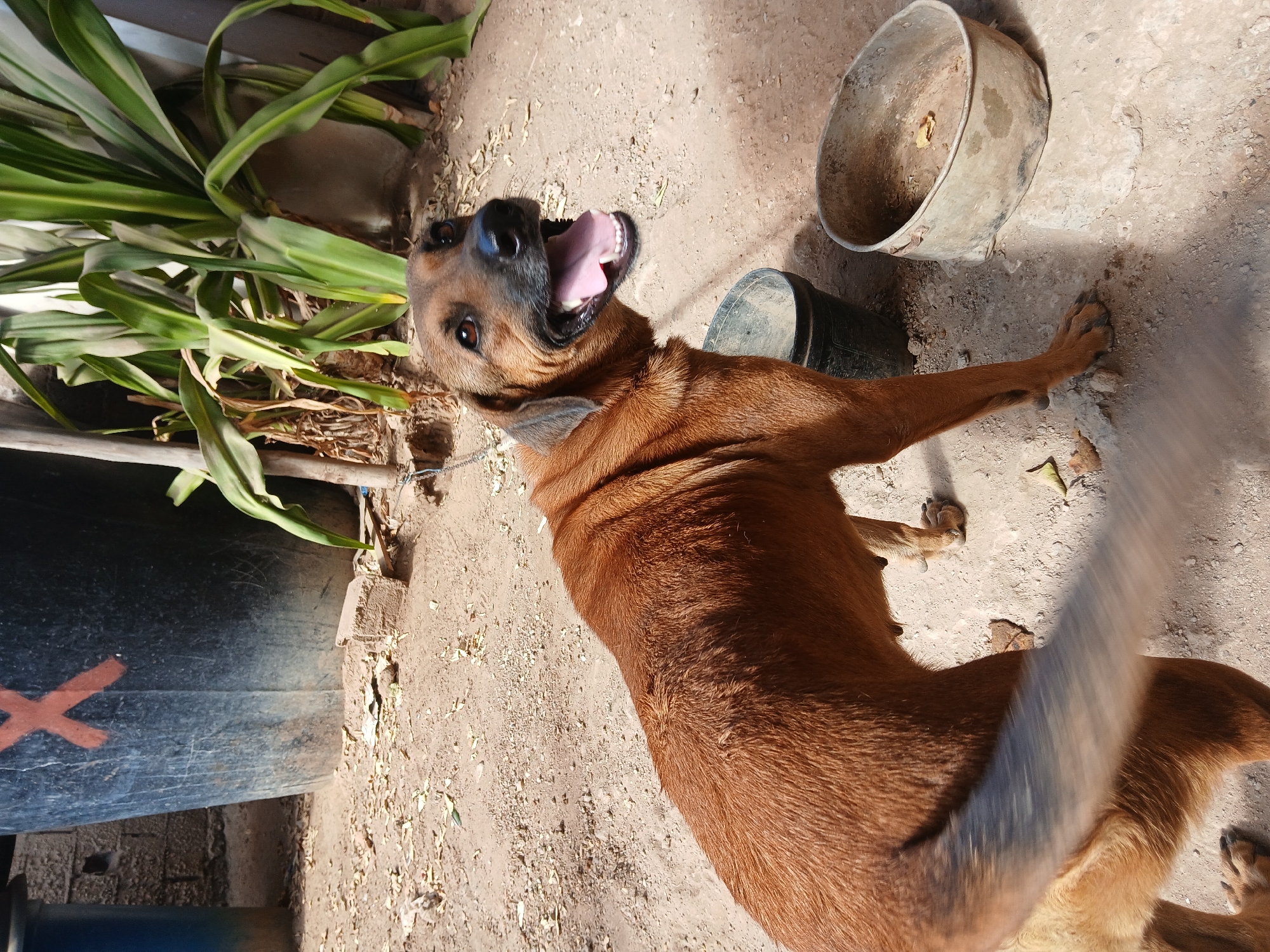 A medium-sized, brown dog with a gray collar is lying on a dirt surface. The dog's mouth is open, and its tongue is visible. To the left, there is a dark object with a red "X" marking. Green, leafy plants are adjacent to the dark object. To the right of the dog, there are two metal bowls, one larger and one smaller. The background appears to be a dirt surface, possibly an outdoor area. The location, Juan Griego, Venezuela, is assumed based on provided metadata, but no specific landmarks confirm this.