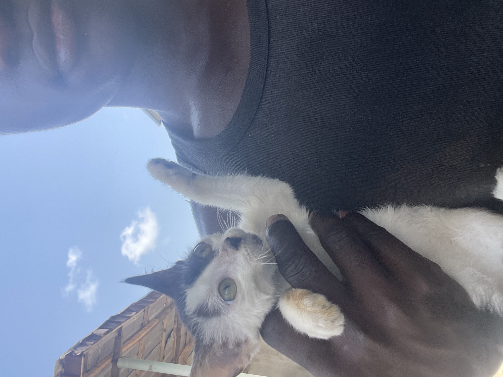 An individual is holding a white and black kitten, with the sky visible behind them. The person appears to be wearing a dark-colored top. The kitten has green eyes. In the lower part of the frame, there's a roof structure made of thatch or similar material. Based on the prompt, this photo was taken in Badagry, Nigeria.