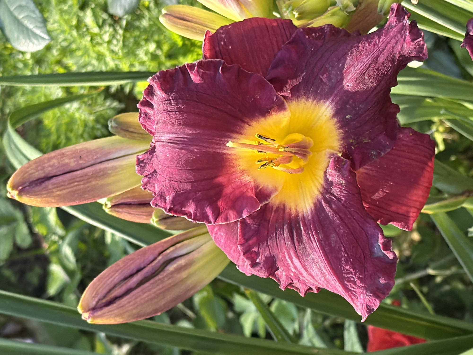 The image depicts a close-up, eye-level view of a blooming burgundy daylily with a bright yellow throat. The flower's petals are textured with visible veins and have a ruffled edge. Several daylily buds, still partially closed and exhibiting a gradient of peach and yellow hues, are visible behind and to the left of the open bloom. The surrounding environment is lush and green, with various foliage and tall green stems creating a natural, outdoor setting. There are no people or animals present in the image, and the scene is static, focusing solely on the botanical subject. The image does not contain any elements that would allow for the determination of its location within the city of Боярка, Russia.