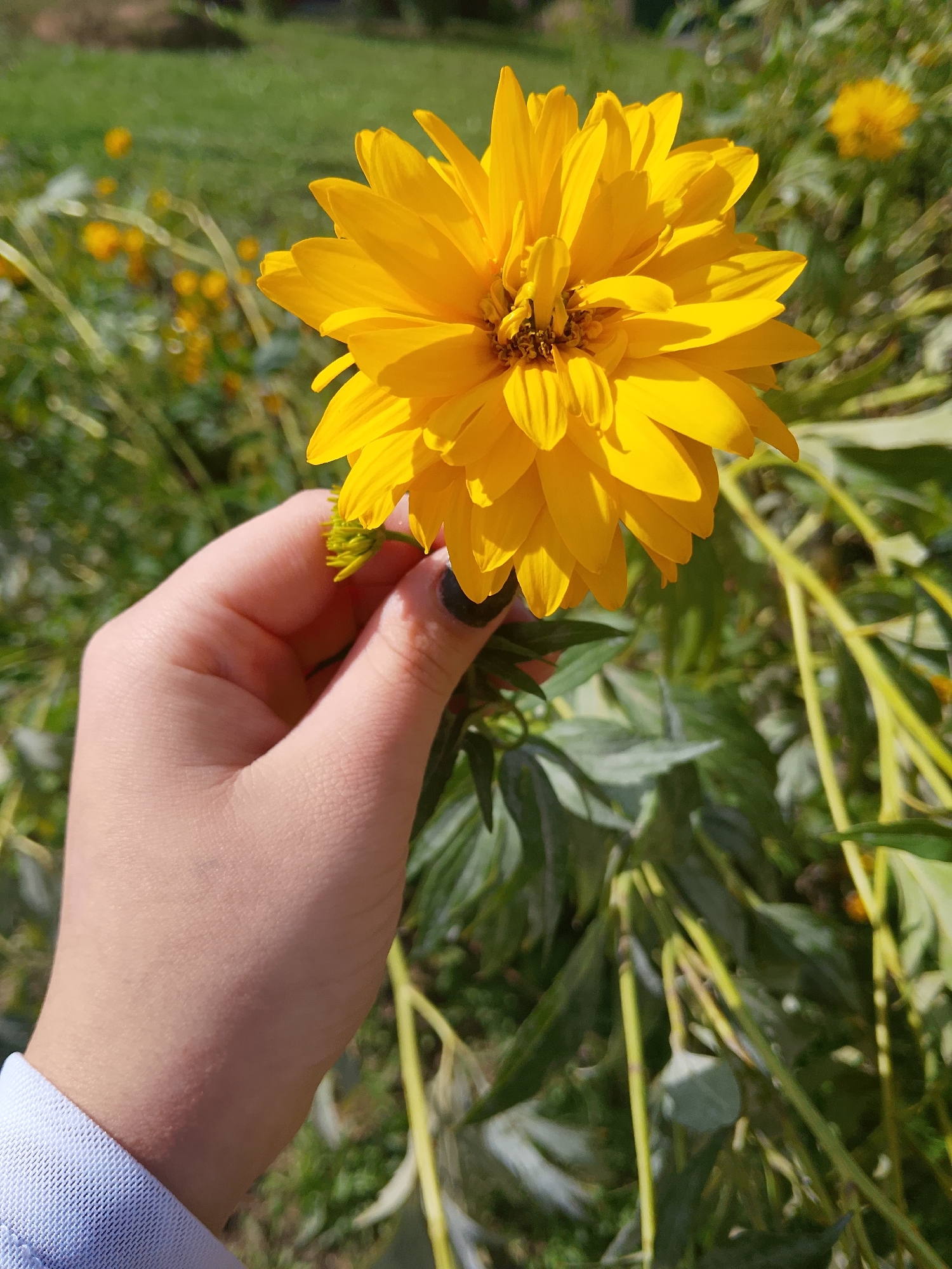A close-up shot features a hand gently holding a bright yellow, double-petaled flower against a blurred background of green foliage and other yellow flowers. The hand, with a hint of black nail polish on one finger, is positioned in the lower left quadrant of the frame. The flower, the main subject, is in sharp focus and occupies the upper center of the image. The environment suggests an outdoor setting, likely a garden, with sunlight dappling the scene. The location is identified as Verkhopol'e, Russia.