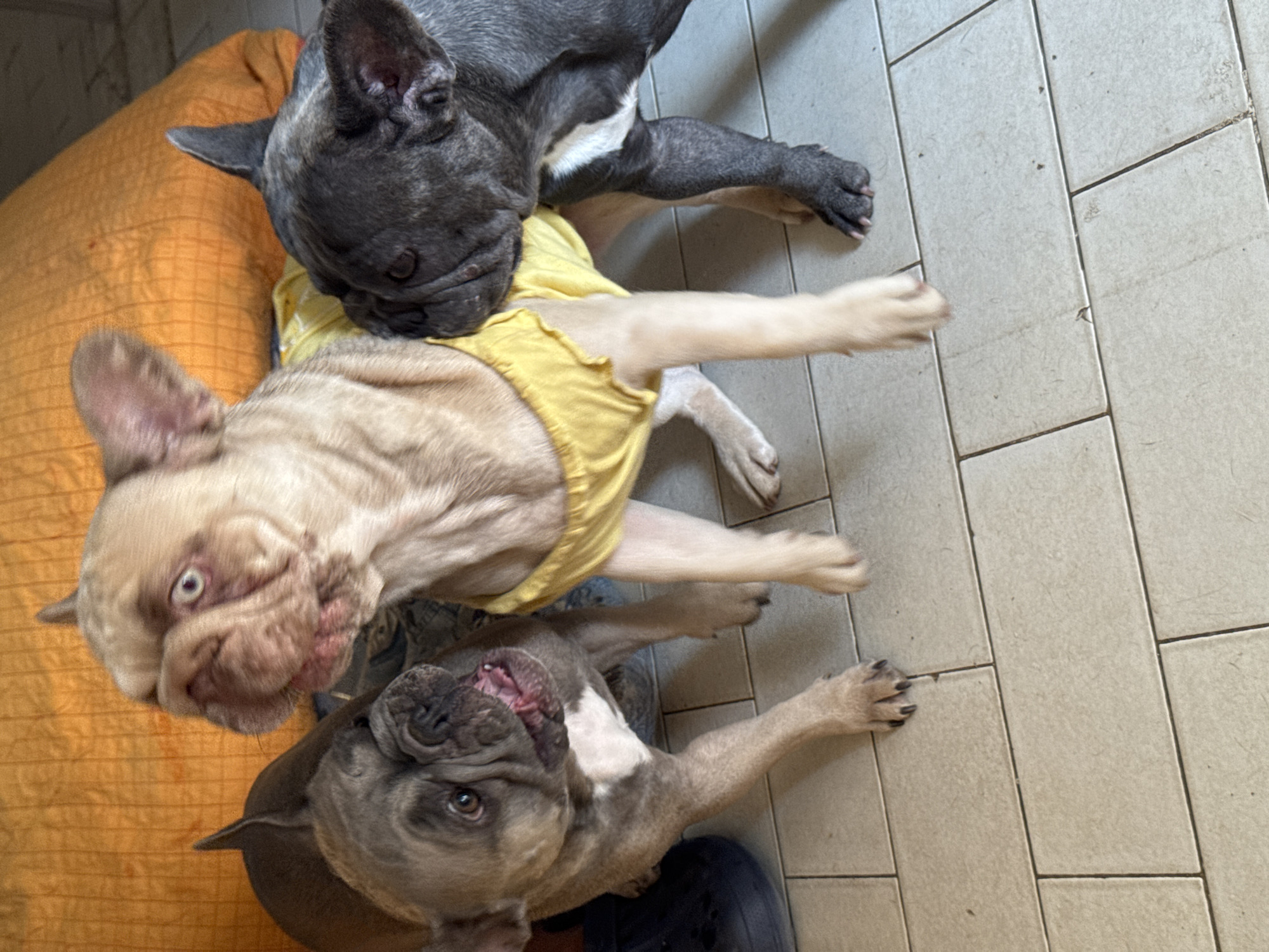 Three French Bulldogs are interacting on a tiled floor in front of an orange cushion. The dog on the left is facing forward with its mouth slightly open. The dog in the center is light-colored and wearing a yellow garment, looking to the left. The dog on the right is dark-colored and is sniffing the center dog's flank. The background consists of a textured orange cushion. The scene is likely indoors, possibly a home, in San Benedetto del Tronto, Italy.