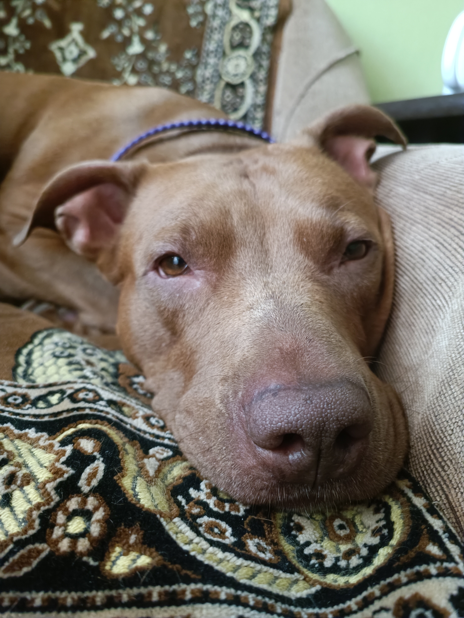 A close-up, vertical, eye-level shot shows a light brown dog lying on a sofa. The dog's head is resting on a patterned fabric that appears to be a rug or blanket. The dog is wearing a beaded blue collar. The background of the sofa is a textured beige fabric, and beyond that, a pale green wall is visible. The scene is indoors, likely in a domestic setting. There are no people visible in the image. The overall lighting is soft and diffused. The dog's eyes are partially closed, suggesting it is resting or sleepy. The focus is primarily on the dog's face, particularly its snout and eye. There is no visible indication of the dog's specific breed, though it appears to be a pit bull type. The environment appears calm and undisturbed. The image does not provide any information that would allow for the specific location to be identified as Zaporizhzhia, Ukraine.