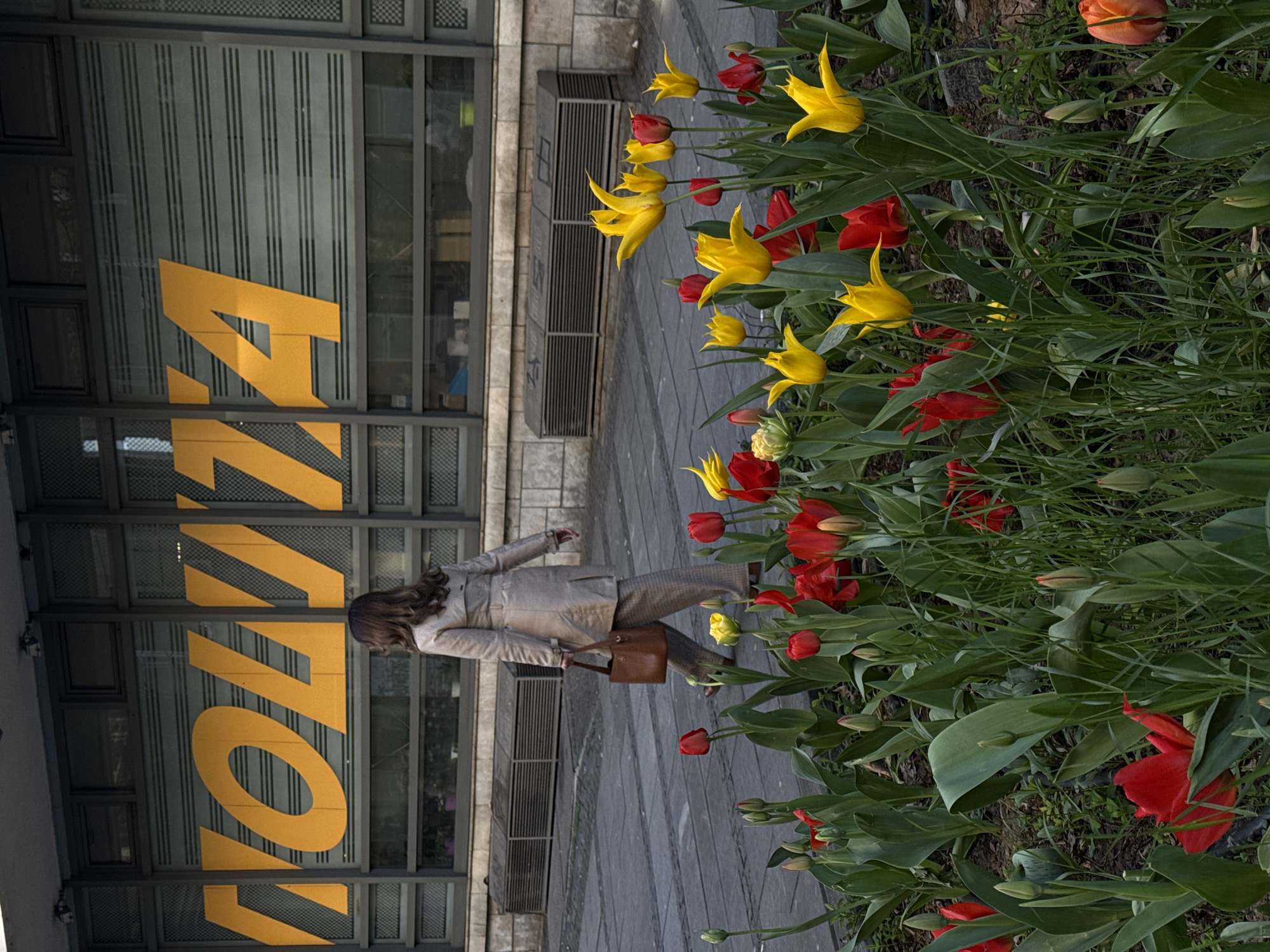 The image depicts a woman walking past a flower bed in Belgrade, Serbia. The flower bed contains a variety of yellow and red tulips. The woman is wearing a light-colored coat and trousers and carrying a brown handbag. Behind her is a building with a large yellow sign that reads "ZOLZA". The ground is paved with grey stone. The image is taken from a low angle, looking up at the woman and the building.