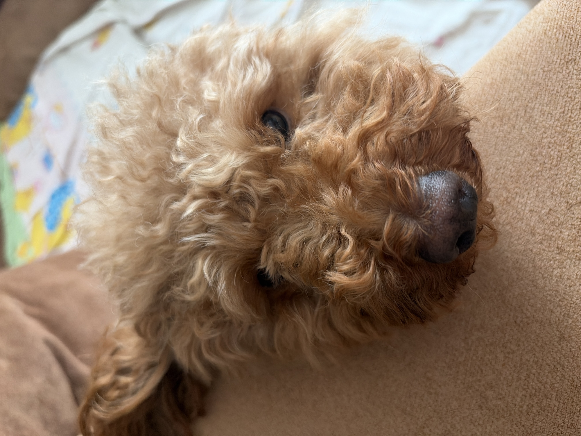 The image is a close-up, eye-level portrait of a light brown poodle's face. The dog's fur is curly and appears somewhat disheveled. Its dark eyes are visible, and its nose is dark and somewhat damp. The dog is resting on a textured surface, likely a blanket or upholstery, which appears to be a light brown or tan color. In the background, a blurred pattern of colors, including yellow, blue, and white, suggests a patterned fabric or bedding. There are no people or other animals visible in the image. The lighting is soft, and the focus is on the dog's face. No specific details about the city of Dnipro, Ukraine, are discernible from the image.