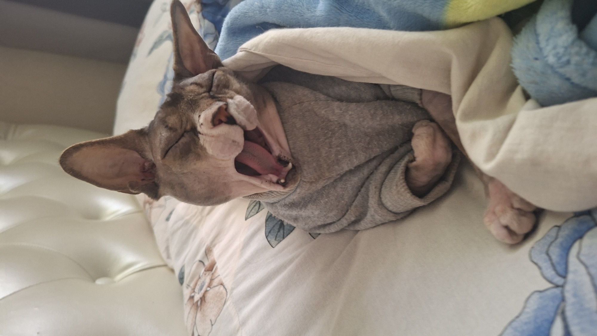 A Sphynx cat, wearing a grey sweater, is shown yawning widely in bed, draped in a light beige and blue blanket, on a white duvet with floral patterns. The background features a plush, tufted white headboard. The scene is indoors, likely a bedroom. The cat's eyes are closed, revealing its pink tongue, teeth, and uvula. The furless skin of the cat is visible, along with its large ears and wrinkled face. The paws are tucked in. The lighting suggests an indoor environment with soft illumination.