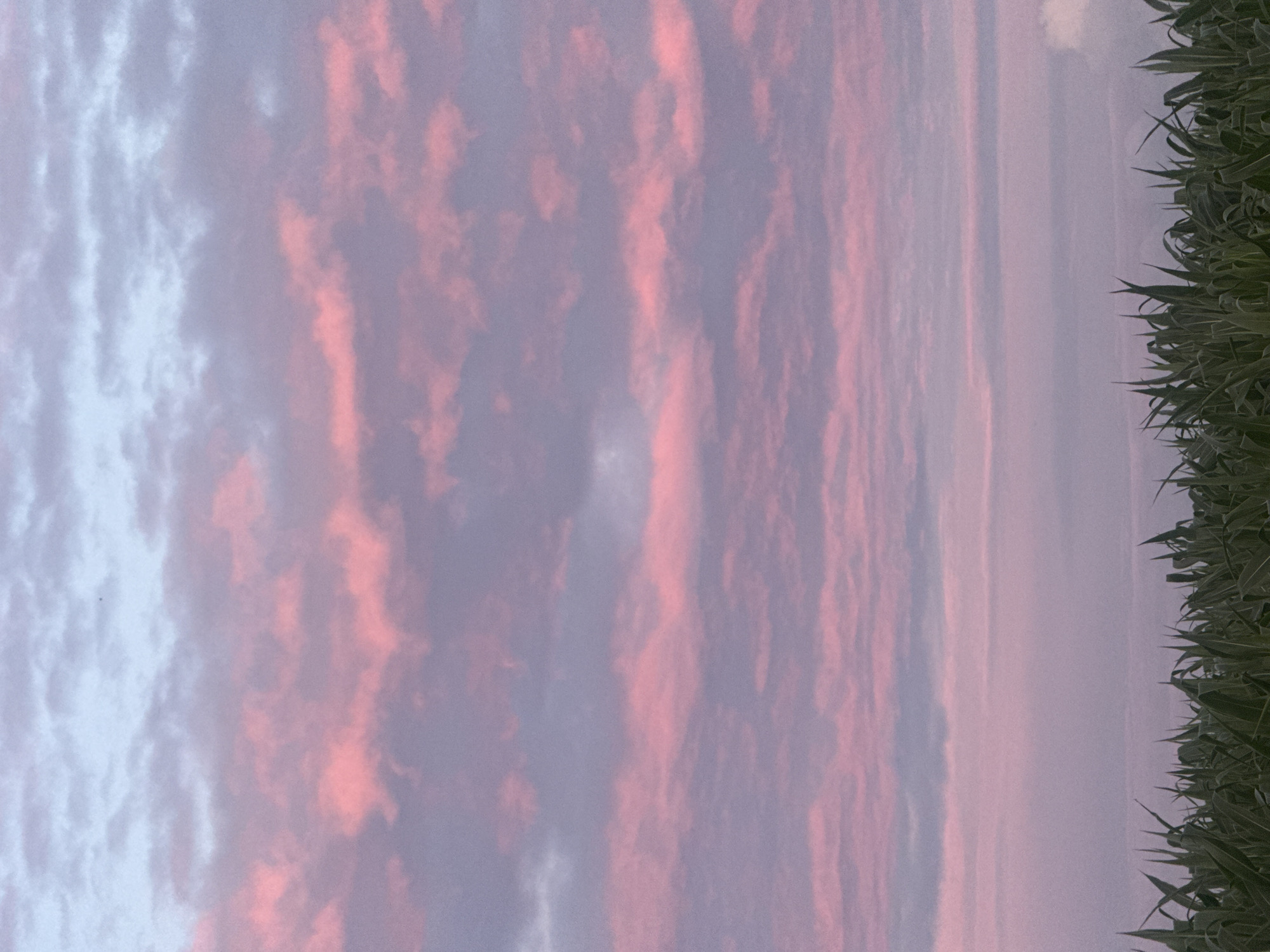 This is a photograph of a rural landscape at dusk. The sky is filled with streaks of pink and purple clouds, suggesting the presence of a sunset or sunrise. In the foreground, the tops of green corn stalks are visible, indicating a cultivated field. The image appears to have been taken in Hraniv, Ukraine, based on the provided information. There are no people or specific structures visible in the photograph. The overall atmosphere is serene and natural, highlighting the beauty of the sky and the agricultural setting.