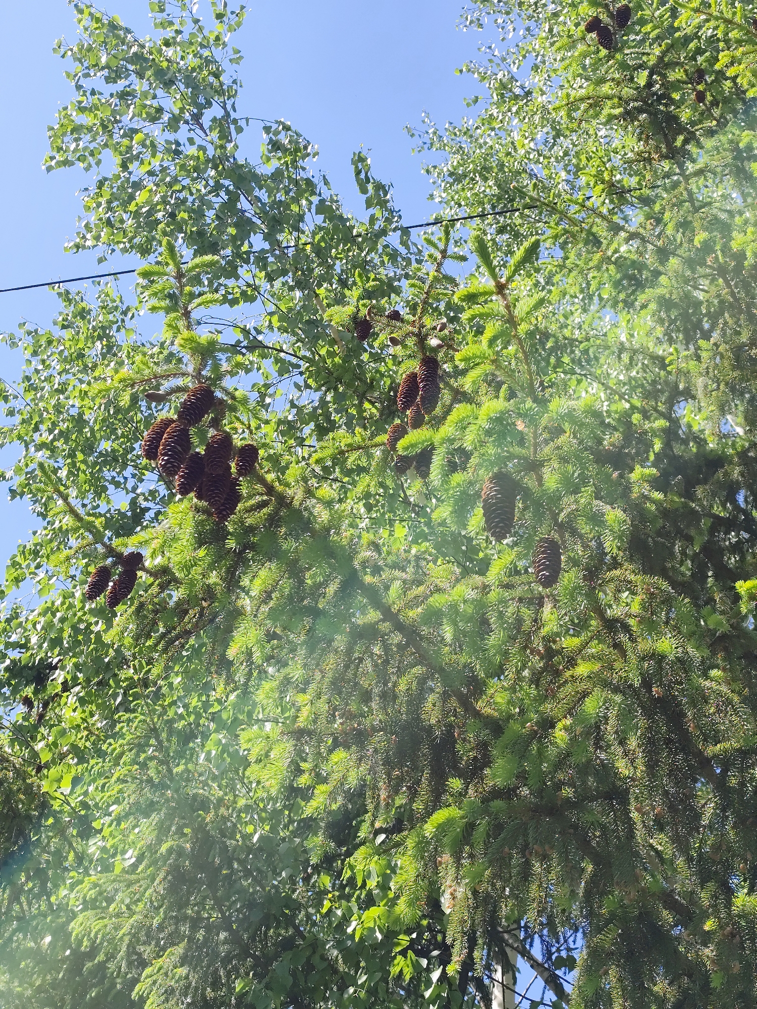The image shows a view looking up into the branches of two trees against a clear blue sky. One tree is a birch, with small, round leaves. The other is a spruce, bearing several mature brown cones. A powerline is visible cutting across the upper left portion of the image. The location is likely in or near the city of Фоки, Russia, based on the user's request. There are no people visible in the image.