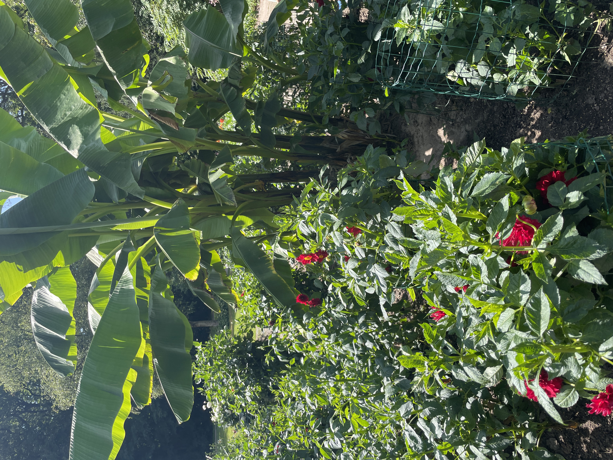 The image depicts a lush garden featuring a cluster of banana trees in the background, their large, green leaves dominating the upper portion of the frame. In the foreground, vibrant red dahlias bloom amongst dense green foliage. Several green wire cages are strategically placed to support or protect the plants. The scene is set in an outdoor environment with dappled sunlight indicating it is daytime. The location is identified as the Zoo am Meer in Bremerhaven, Germany.