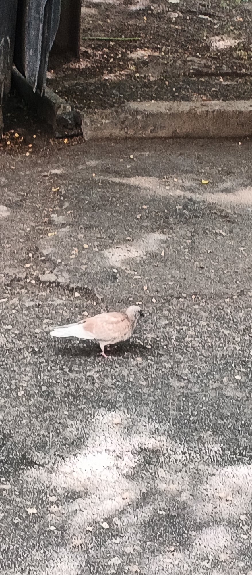 A single dove stands on a gray asphalt surface, facing right. The dove has light brown and white plumage. The background is a textured gray surface, possibly a sidewalk or road, with scattered debris and some lighter patches. In the upper left corner, a dark, vertical object, likely a pole or pillar, is visible. The lighting suggests an outdoor environment, possibly during the day. The location is specified as a city street in Kyiv, Ukraine.