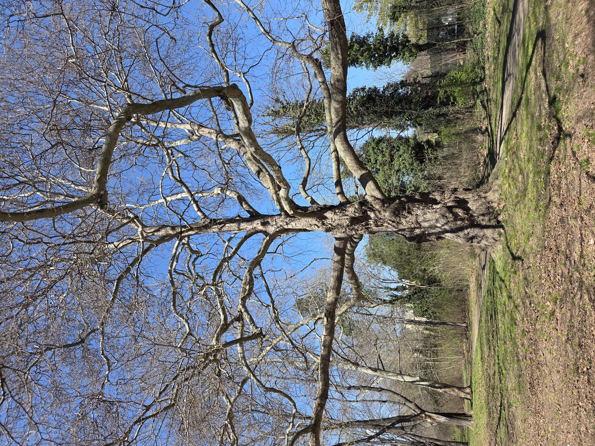 The image captures a large, bare tree with expansive branches against a clear, blue sky. The tree's trunk is thick and textured, indicating age. The surrounding area appears to be a park or wooded area, as evidenced by the presence of other trees in the background and a path along the right side. The ground is covered with a mix of grass and fallen leaves. Given the absence of foliage on the main tree, it's likely taken during late autumn or winter. The precise location in Varna, Bulgaria, cannot be determined solely from the visual information provided.