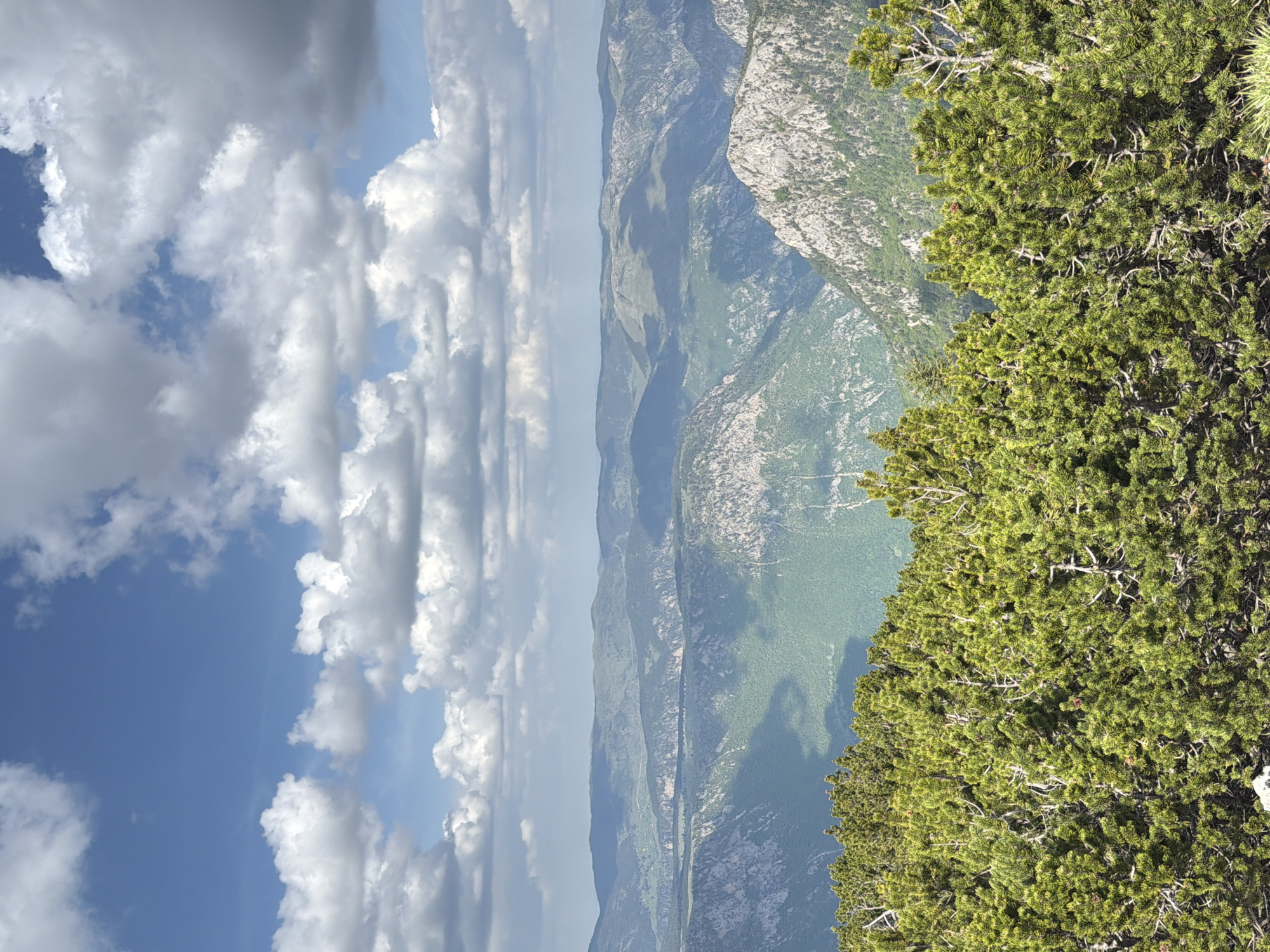 A landscape view showcases mountainous terrain under a sky dotted with cumulus clouds. The right side of the image is framed by dense evergreen vegetation, possibly pine trees. The mountain range extends into the distance, with alternating areas of light and dark vegetation and rocky outcrops. The sky transitions from a clear blue at the top to hazy near the horizon. The location is suggestive of the rugged terrain found around Bosača, Montenegro. No people, animals, or constructed objects are visible.