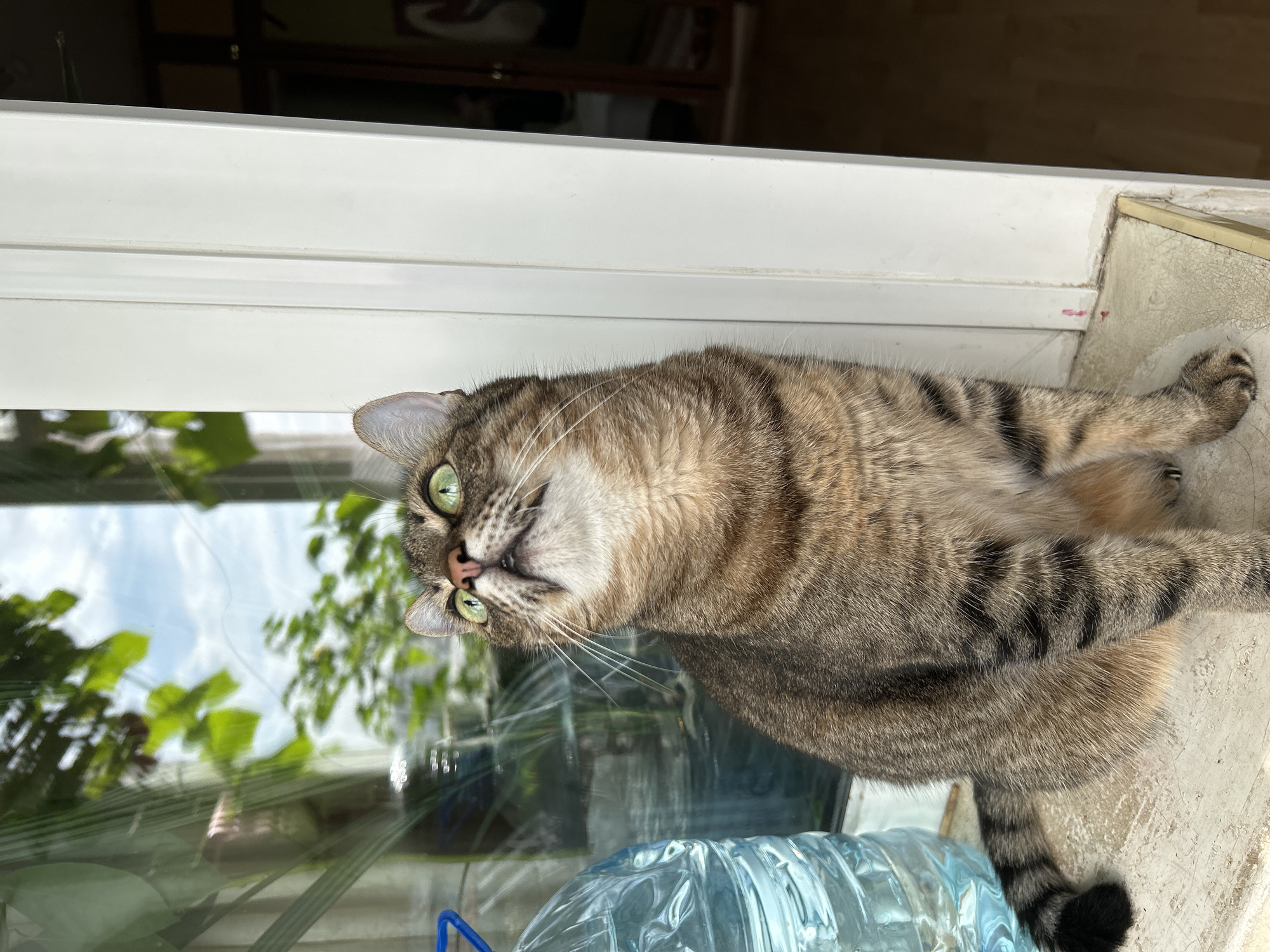 An indoor portrait captures a tabby cat with green eyes sitting on a windowsill, looking upwards. The cat has distinct black stripes on its brown fur and a black-tipped tail. To the left of the cat is a large, clear plastic water jug with a blue cap. The background reveals a window with green foliage and a cloudy sky visible through it. The windowsill appears to be made of a beige, textured material, and adjacent to it is a white door frame. The scene is set indoors, with a hint of a room visible to the right of the door frame, suggesting a domestic environment. The image does not contain any identifiable landmarks or features to pinpoint a specific location within Moscow, Russia.