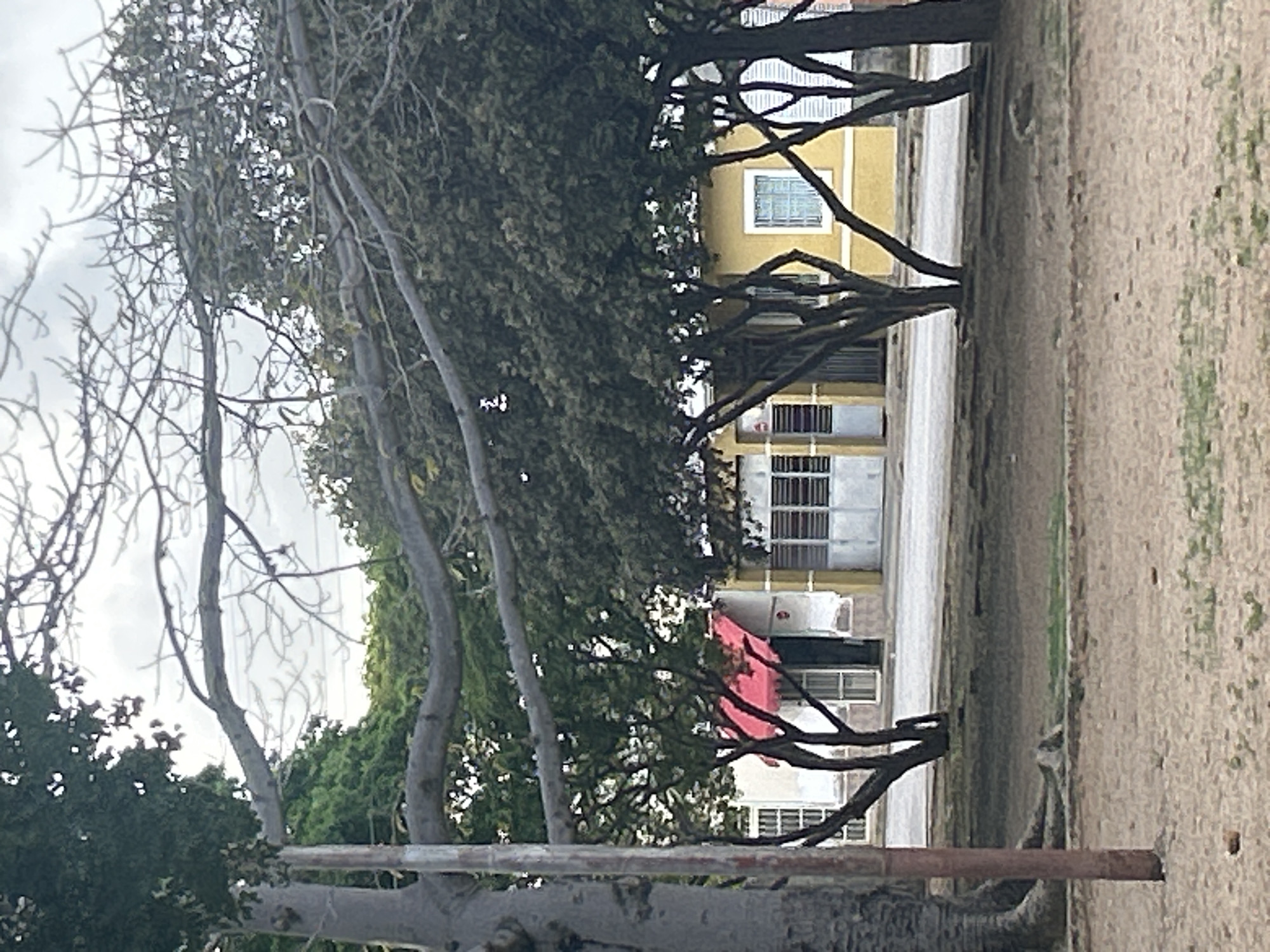 The image shows a street scene in Santa Ana, Venezuela. In the foreground, a sandy area is visible, with a reddish-brown pole on the left. Behind the pole is a large tree trunk. The middle ground features several trees with dark branches and green foliage, obscuring some of the buildings behind them.
The buildings appear to be single-story structures with windows and doors. One building has a red awning. Another building is painted yellow and has a white-framed window. The street in front of the buildings is paved and appears to be empty of people and vehicles. The background consists of a cloudy sky and more trees. The overall impression is of a quiet street in a tropical or subtropical location.