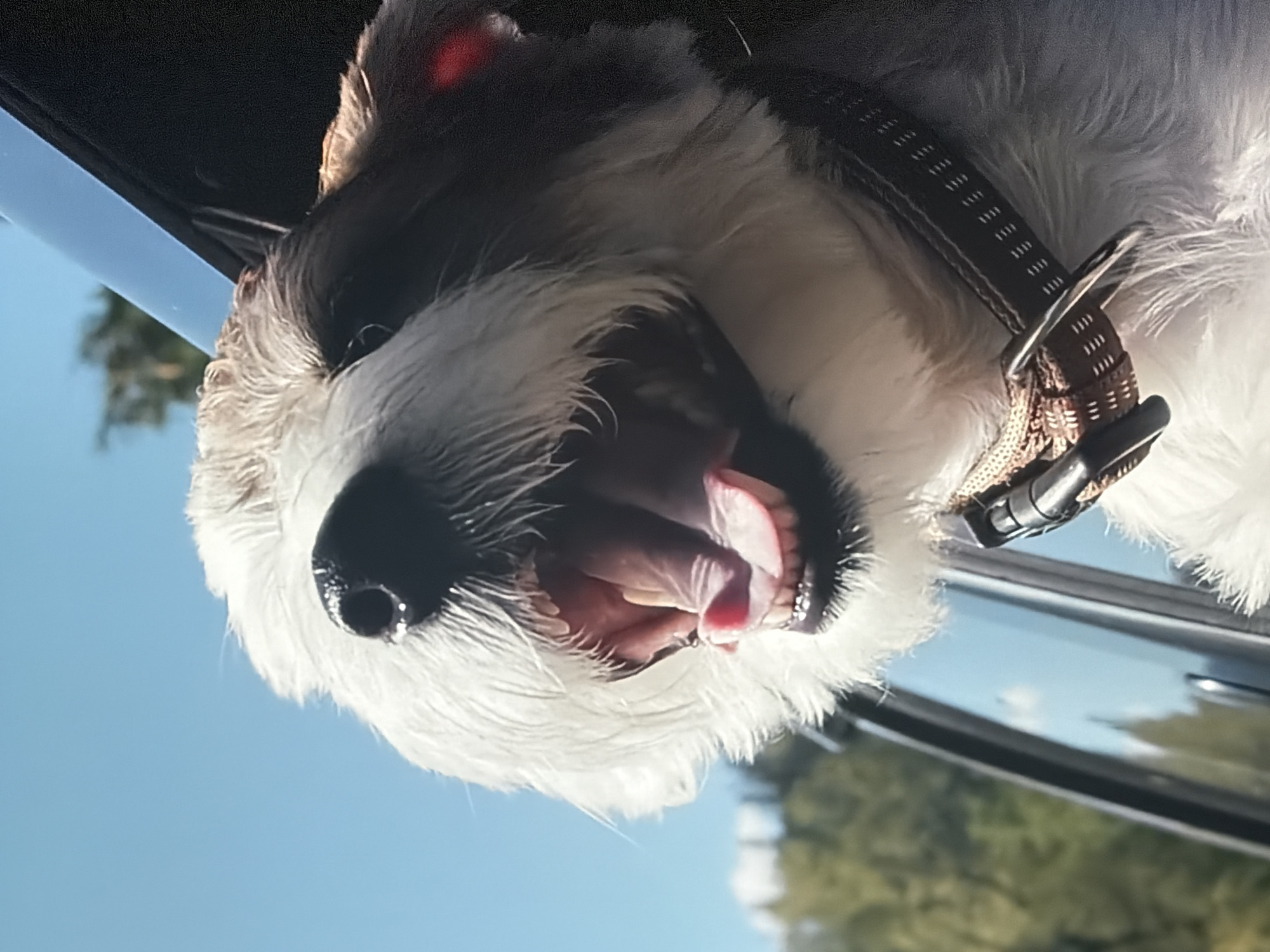 A close-up shot captures a fluffy dog with its mouth open, sticking its head out of a car window. The dog's white and brown fur is windswept, and its pink tongue is visible. A brown collar with reflective stitching is around its neck. The background shows a blurry green forest and a clear blue sky, suggesting an outdoor setting, possibly during daytime. The image is a medium shot, focusing on the dog's face and the car window.