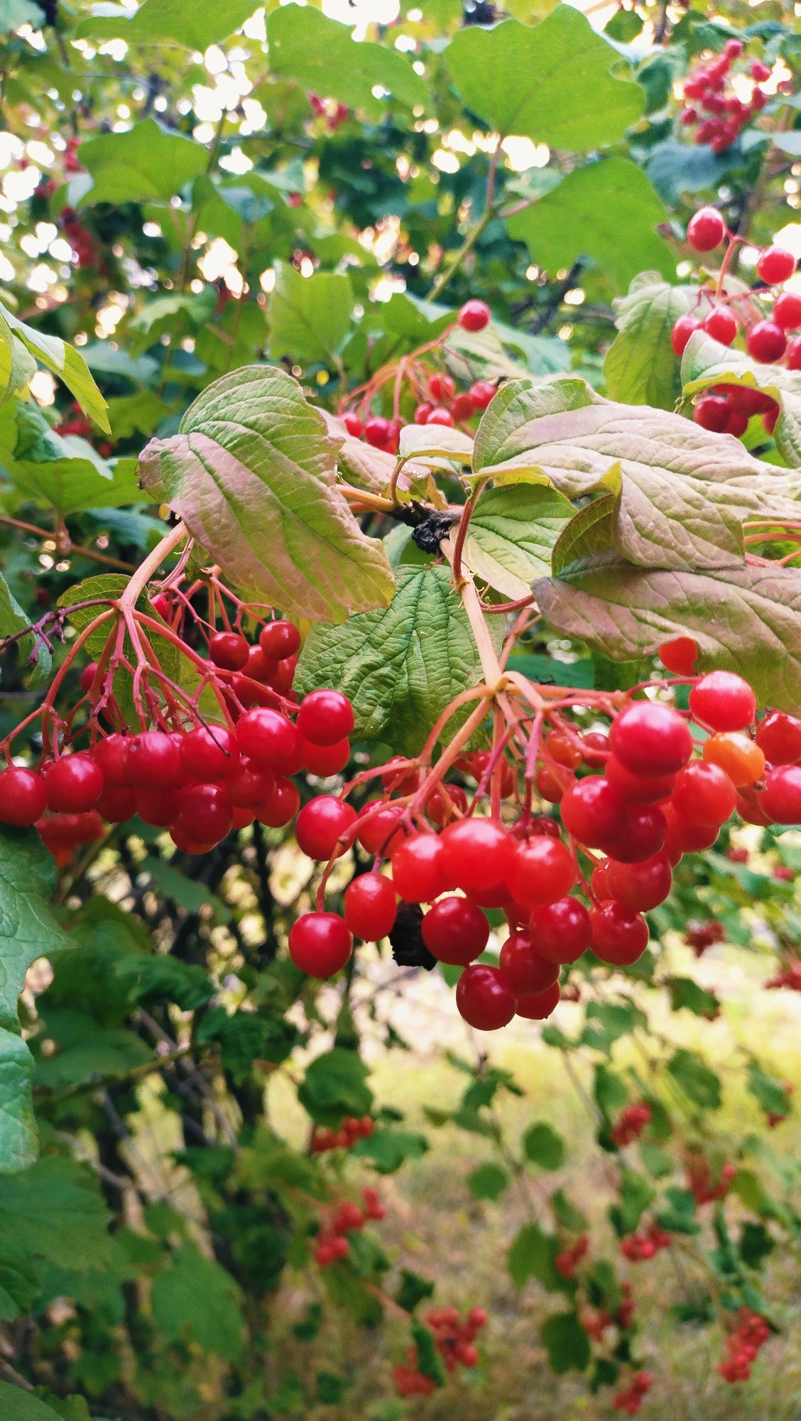 The image depicts a close-up view of clusters of ripe, red berries hanging from a branch with green leaves. The berries are small, round, and glossy, arranged in dense bunches. Some leaves are broad and textured, while others are smaller and more pointed. The background is softly blurred, showing more greenery and hints of dappled sunlight filtering through. There is no indication of people, specific city locations like Horishni Plavni, Ukraine, or any actions or interactions. The scene is a naturalistic portrayal of a fruiting plant, likely in an outdoor setting.