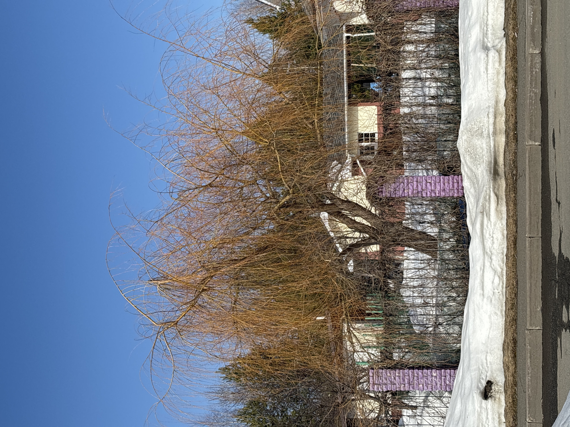 The image captures an outdoor residential scene in Русский Вожой, Russia, under a clear blue sky. In the foreground, a dark asphalt surface with visible wet areas is bordered by a light gray concrete curb. Behind the curb lies a strip of exposed brown earth, followed by a substantial accumulation of dirty white snow exhibiting signs of melting, including uneven surfaces and a dark depression on the left. Positioned behind the snow, a fence structure features two prominent, rectangular brick pillars painted a vibrant purple. Between these pillars and extending horizontally, a dark metal fence is largely obscured by dense, intertwined, bare, reddish-brown branches and vines; some vertical green elements are discernible through this overgrowth. A large, leafless deciduous tree, characterized by numerous fine, drooping, golden-brown branches, occupies the central midground. Behind the tree and fence, parts of light yellow or cream-colored residential buildings with dark roofs are visible, including a small rectangular window with white frames and roof guttering. Evergreen trees line the distant background on both the left and right sides. No individuals or specific actions are depicted in the static scene.
